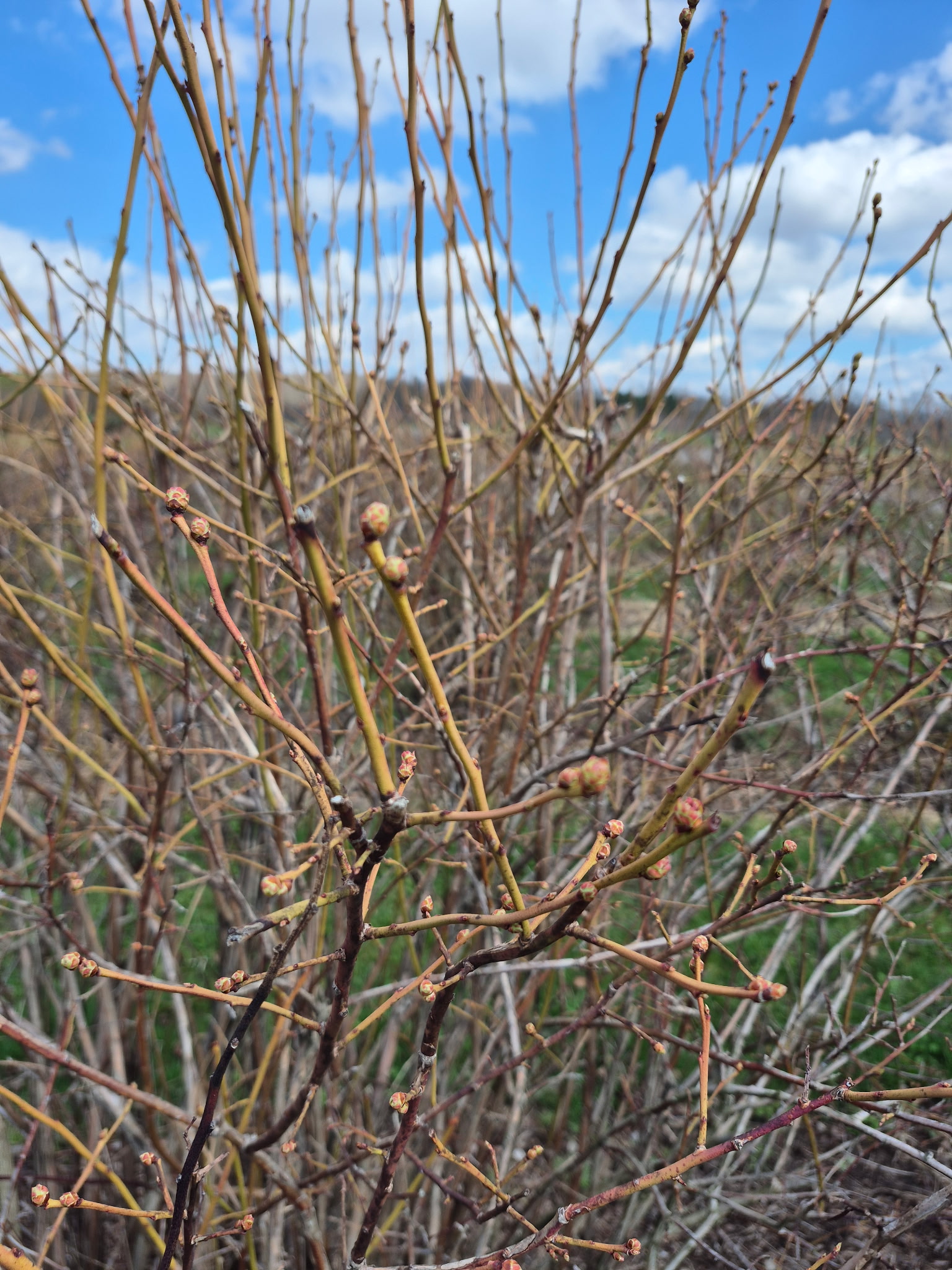 Blueberry_Spicers_April13_2026_Will.jpg