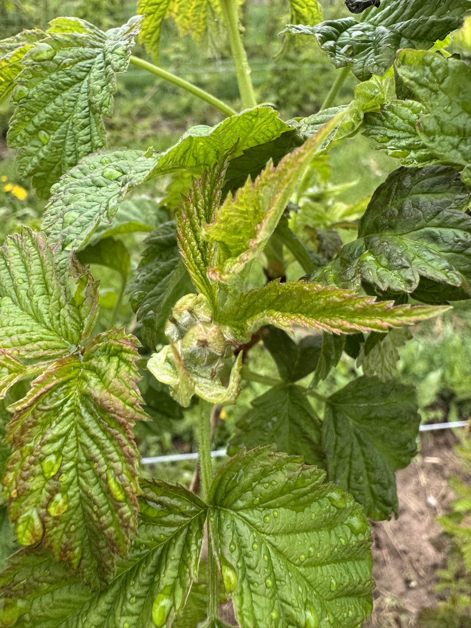 RaspberryBud_Westview_May6_2025.JPEG