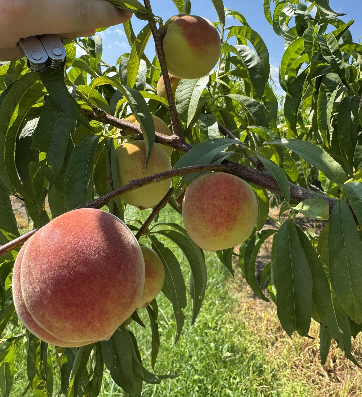 Peach fruit hanging from a tree.