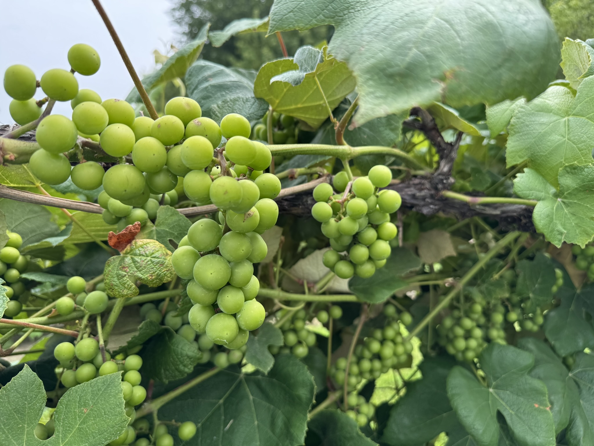 Grape_Fredonia_July20_Verellen.JPEG