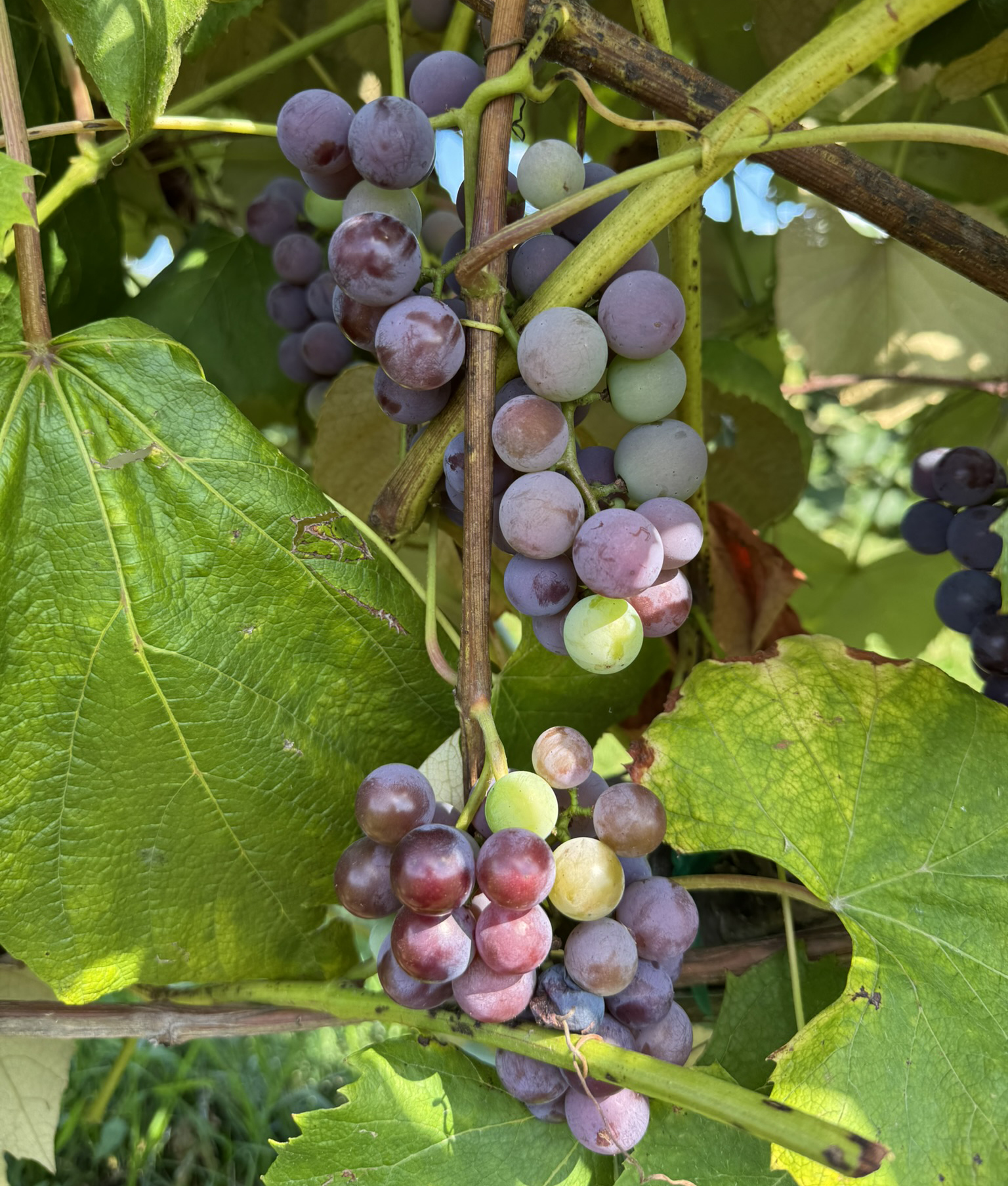 Cluster of Concord grapes with purple and green berries ripening on a vine with large leaves.