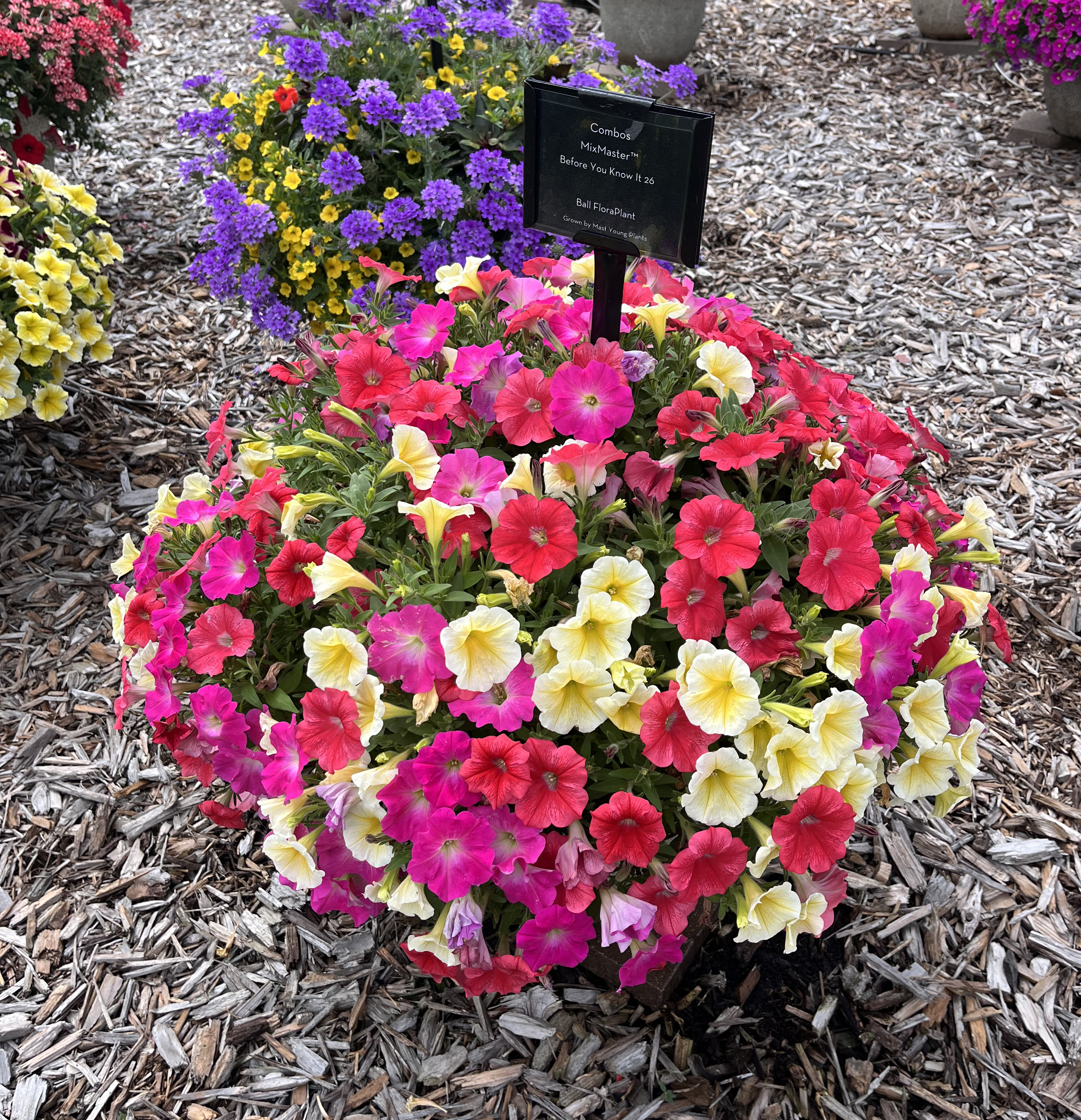 A vibrant mixed planting of petunias in red, pink, and pale yellow blooms, forming a rounded mound with a label sign in the center.