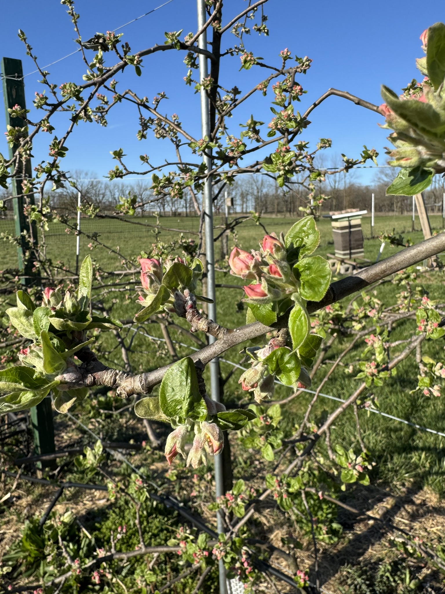 Apple_Zestar_Tollgate_April22_2025.JPEG
