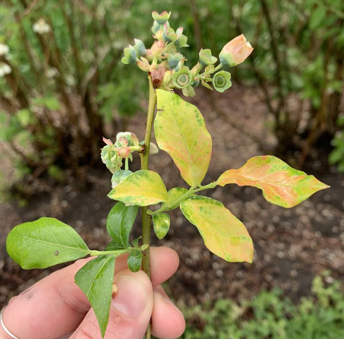 A blueberry twig showing signs of mosaic. Now is a great time to scout your field for virus symptoms. Photo by Cheyenne Sloan, MSU Extension.&nbsp;