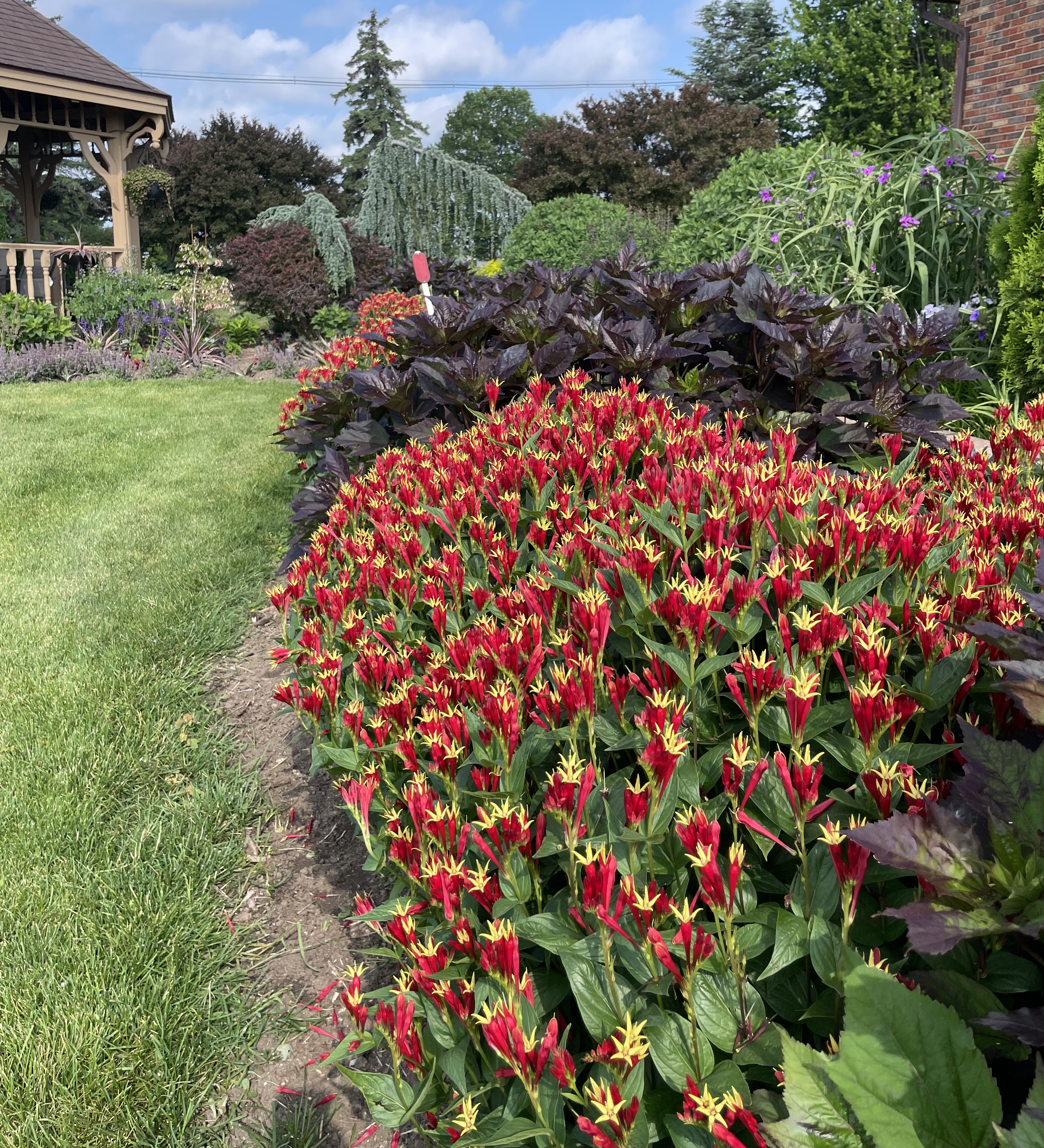 Garden border planting with a dense mass of vibrant red and yellow star-shaped flowers in the foreground, backed by dark-leaved foliage plants and a landscaped yard with shrubs, evergreens, and a wooden gazebo.