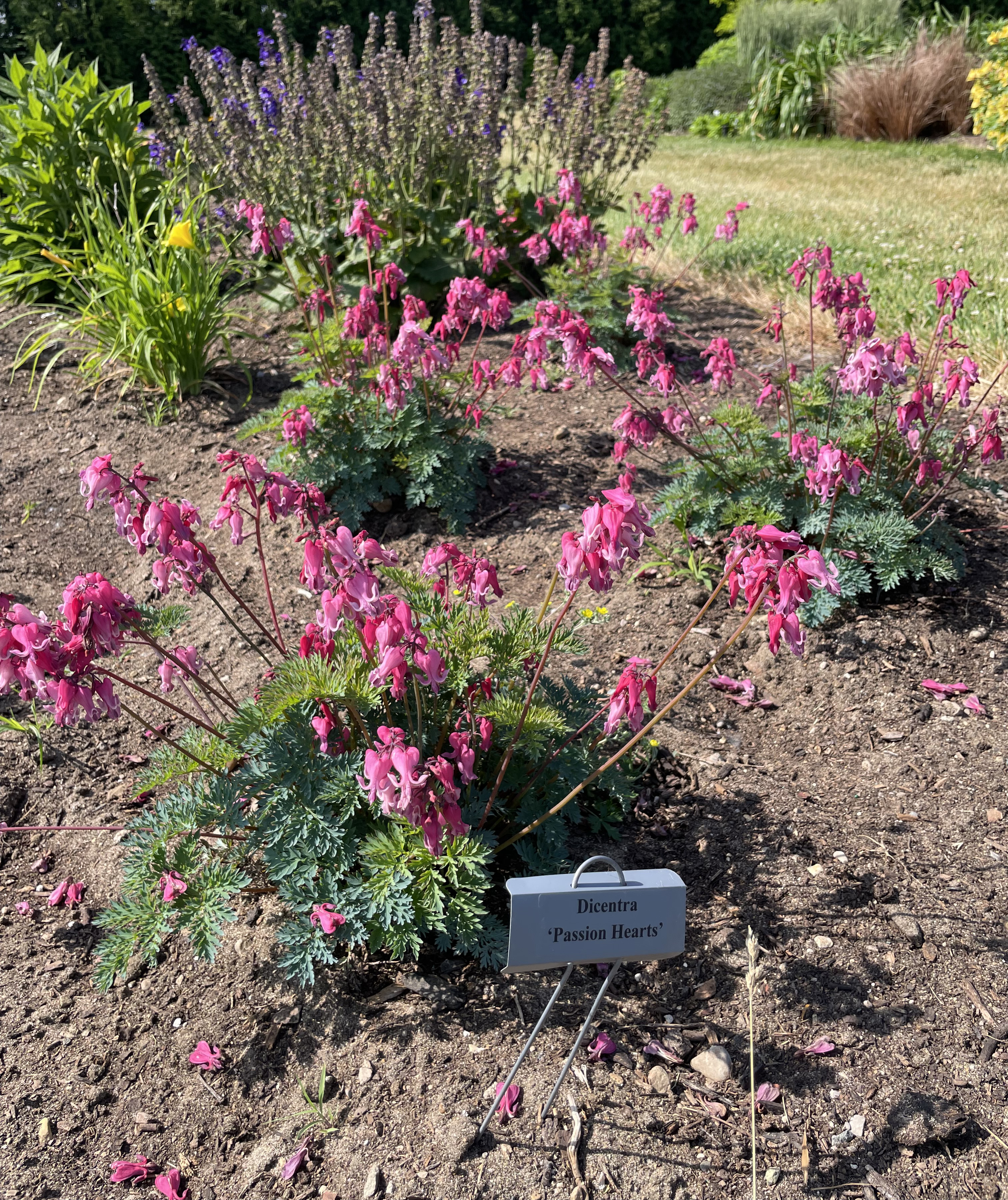 Trial garden planting of Dicentra &lsquo;Passion Hearts&rsquo; with clusters of pink, heart-shaped flowers arching on slender stems above blue-green fernlike foliage, labeled with a plant marker in the soil.