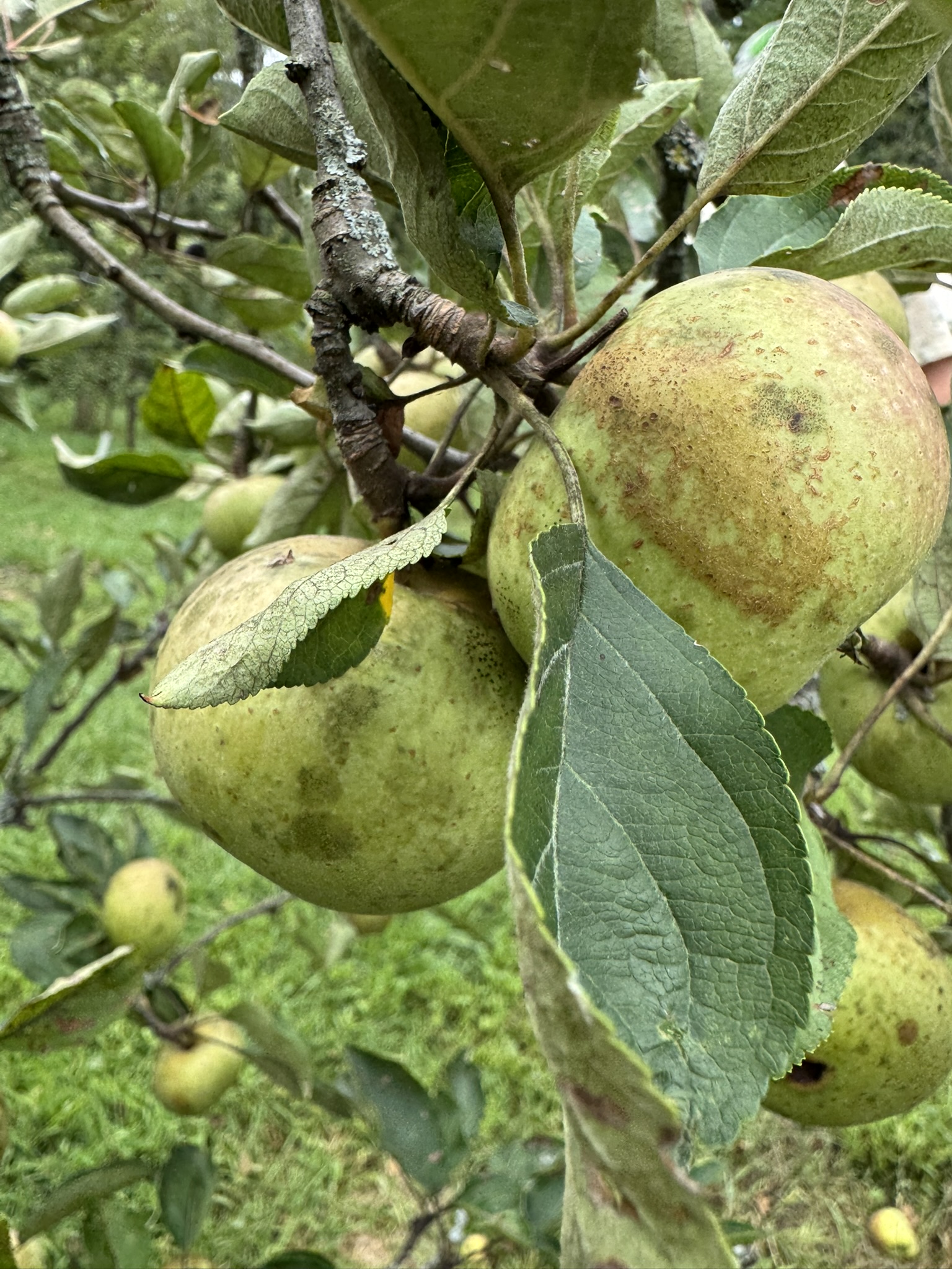 Apple_ChiselJersey_PrettyUgly_August20.JPEG
