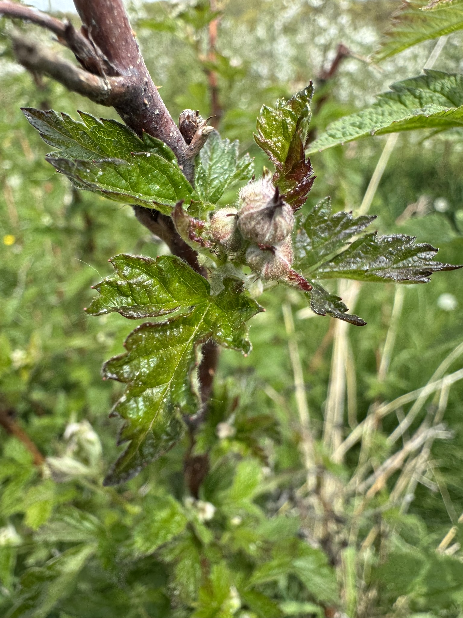 Raspberry_Summer2_Spicers_May12_2025.JPEG