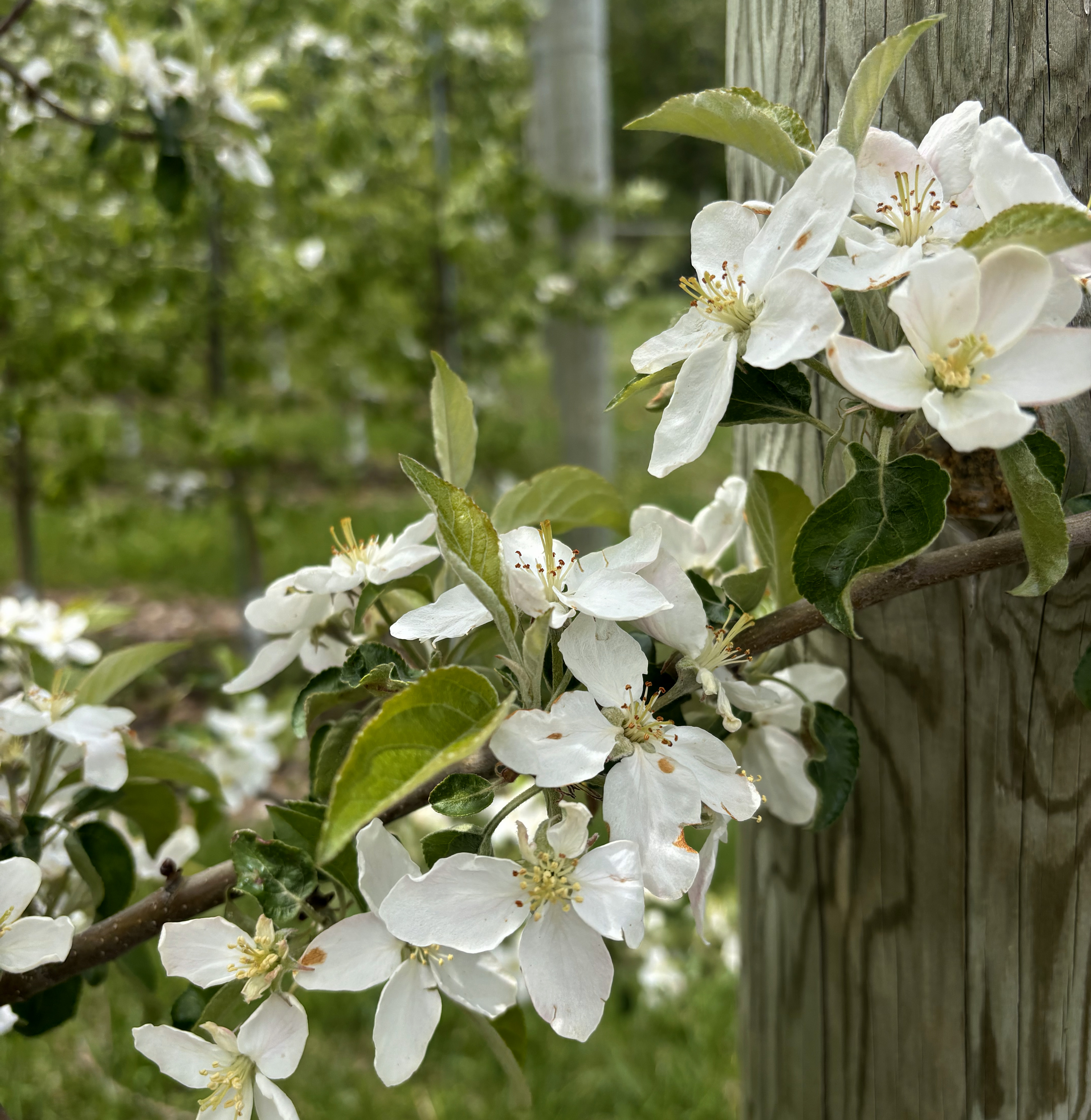 5-20-25-Honeycrisp-apple.jpg