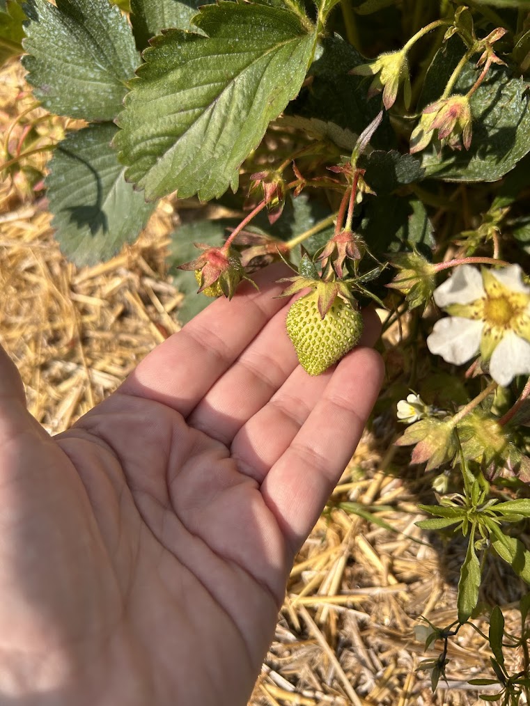 Strawberries-Sloan.jpg