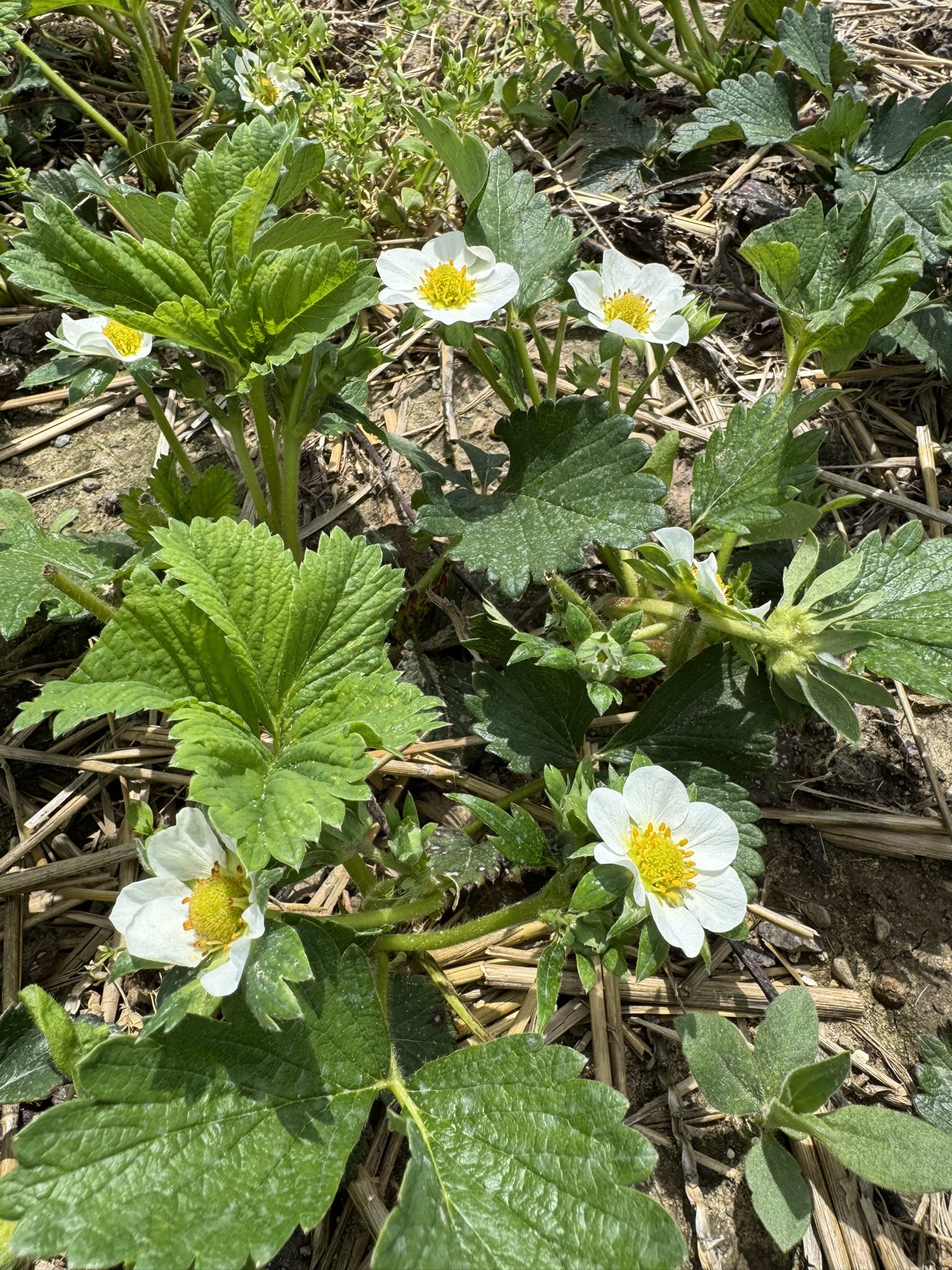 Strawberry_Spicers_May12_2025.JPEG