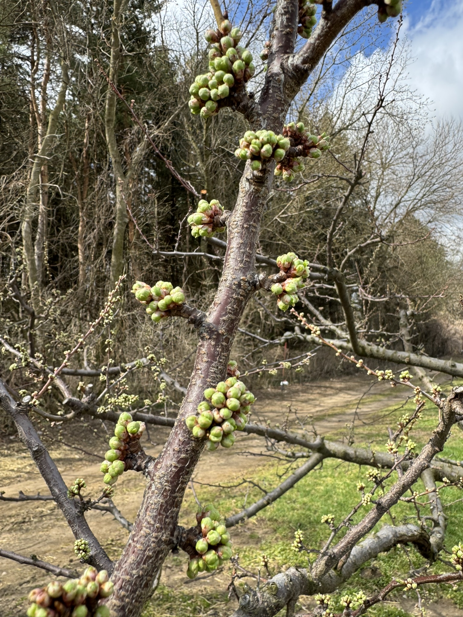 Plum_Shiro_Verellen_April_13_2026.JPEG