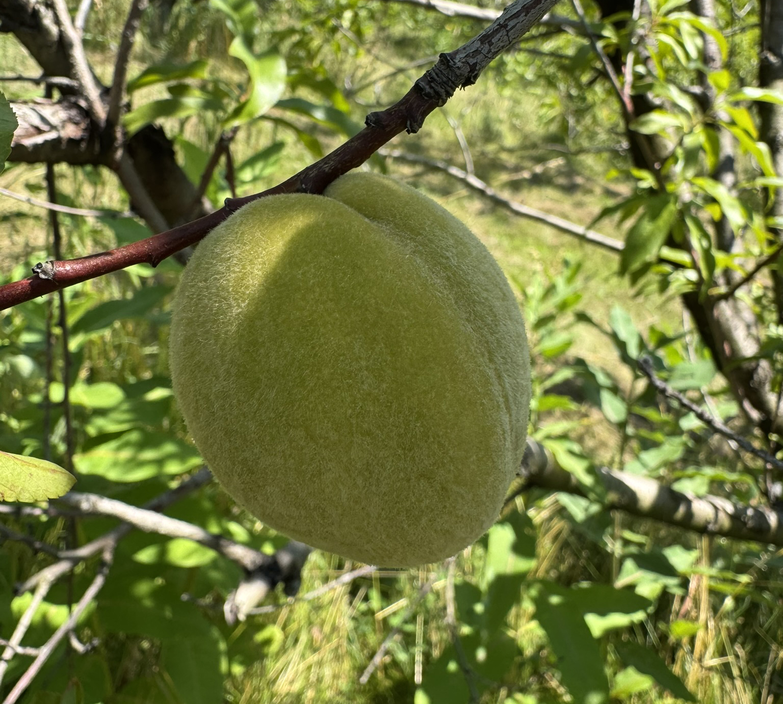Close-up of a peach hanging from a tree.