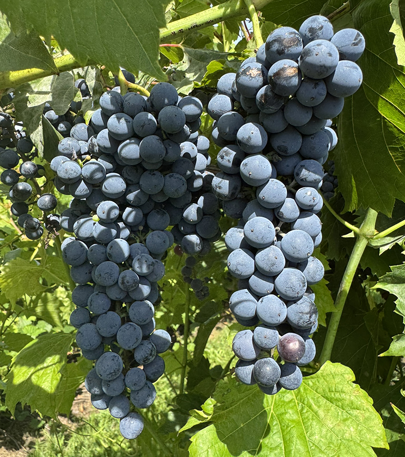 Ripe and deep purple bunches of grapes growing on a vine. 