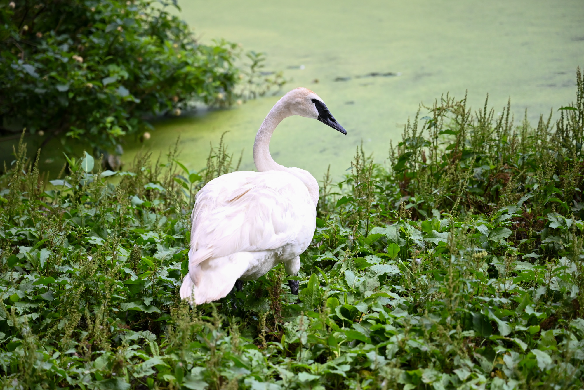 A photo of a trumpeter swan facing away from the camera, standing aside a lake