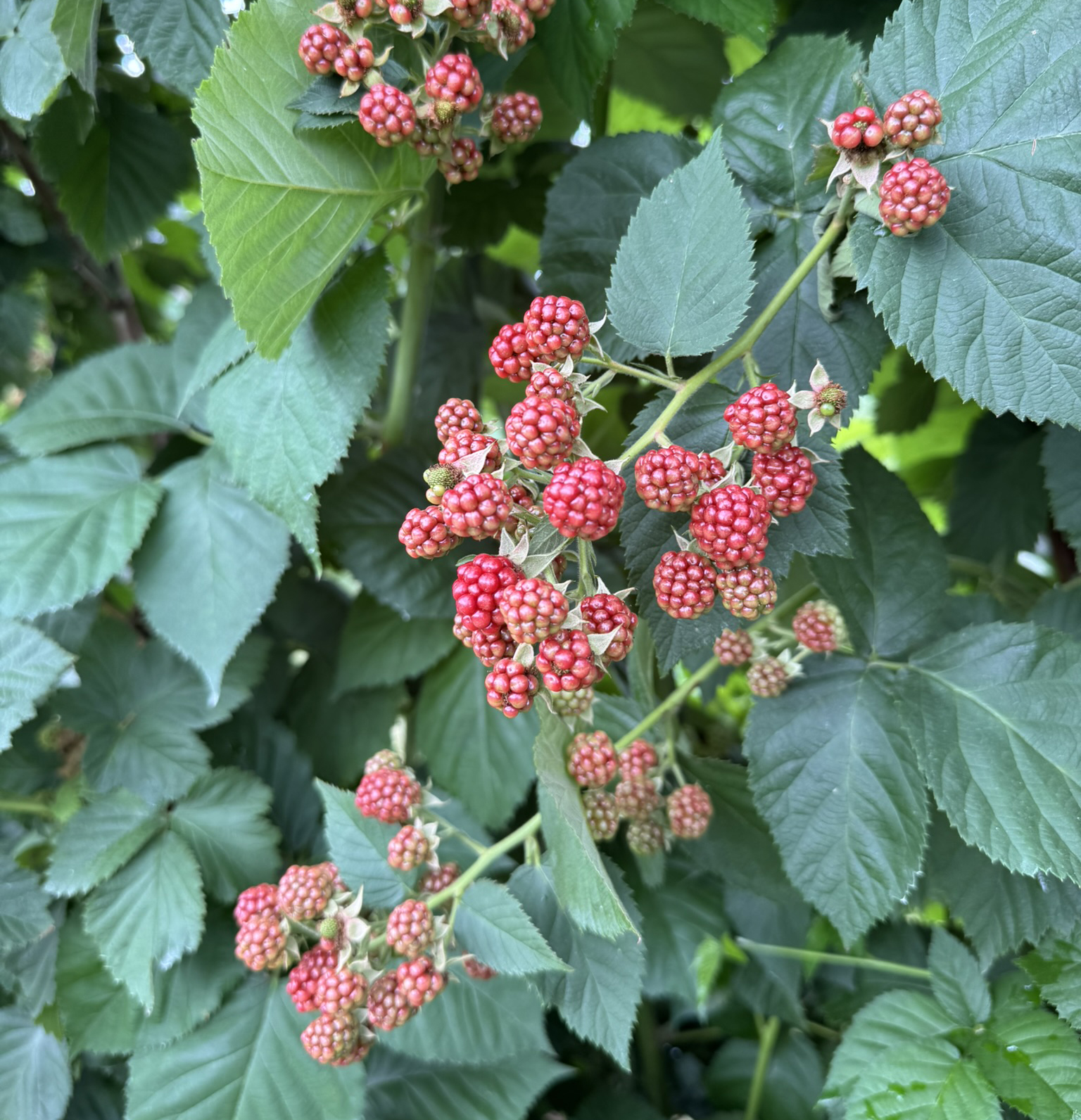 Red colored blackberries growing on a bush.