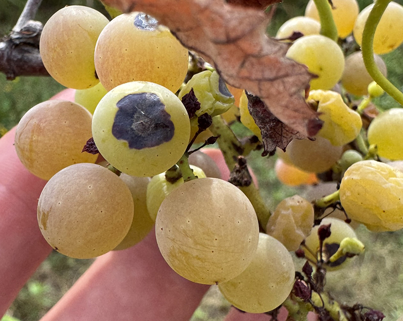 Phomopsis symptoms observed on grapevine tissue.