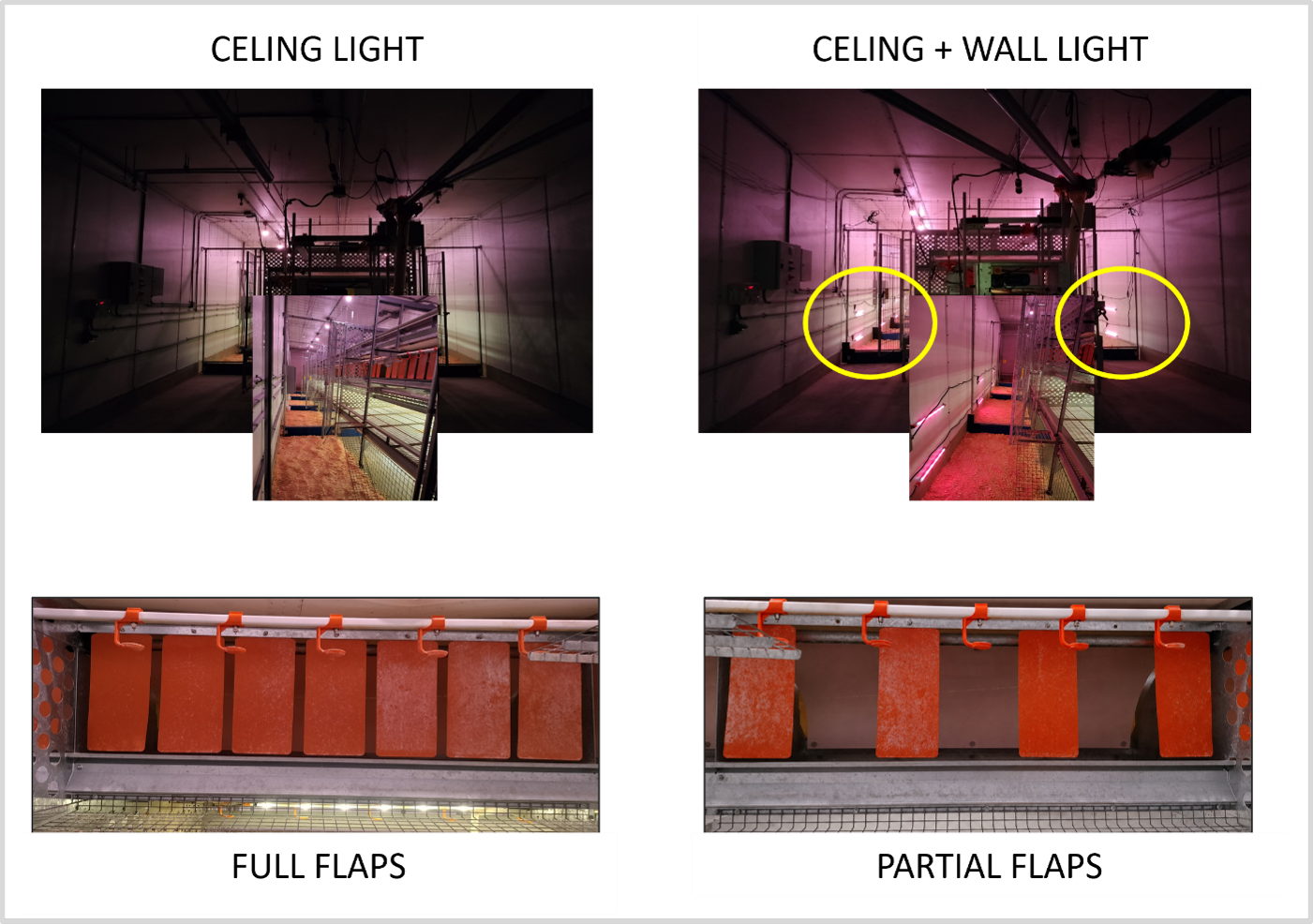 Comparison of experimental lighting and nest treatments. The top images show ceiling lights only and ceiling lights with added wall lights. The bottom images show nests with full curtain flaps and nests with every other flap removed.