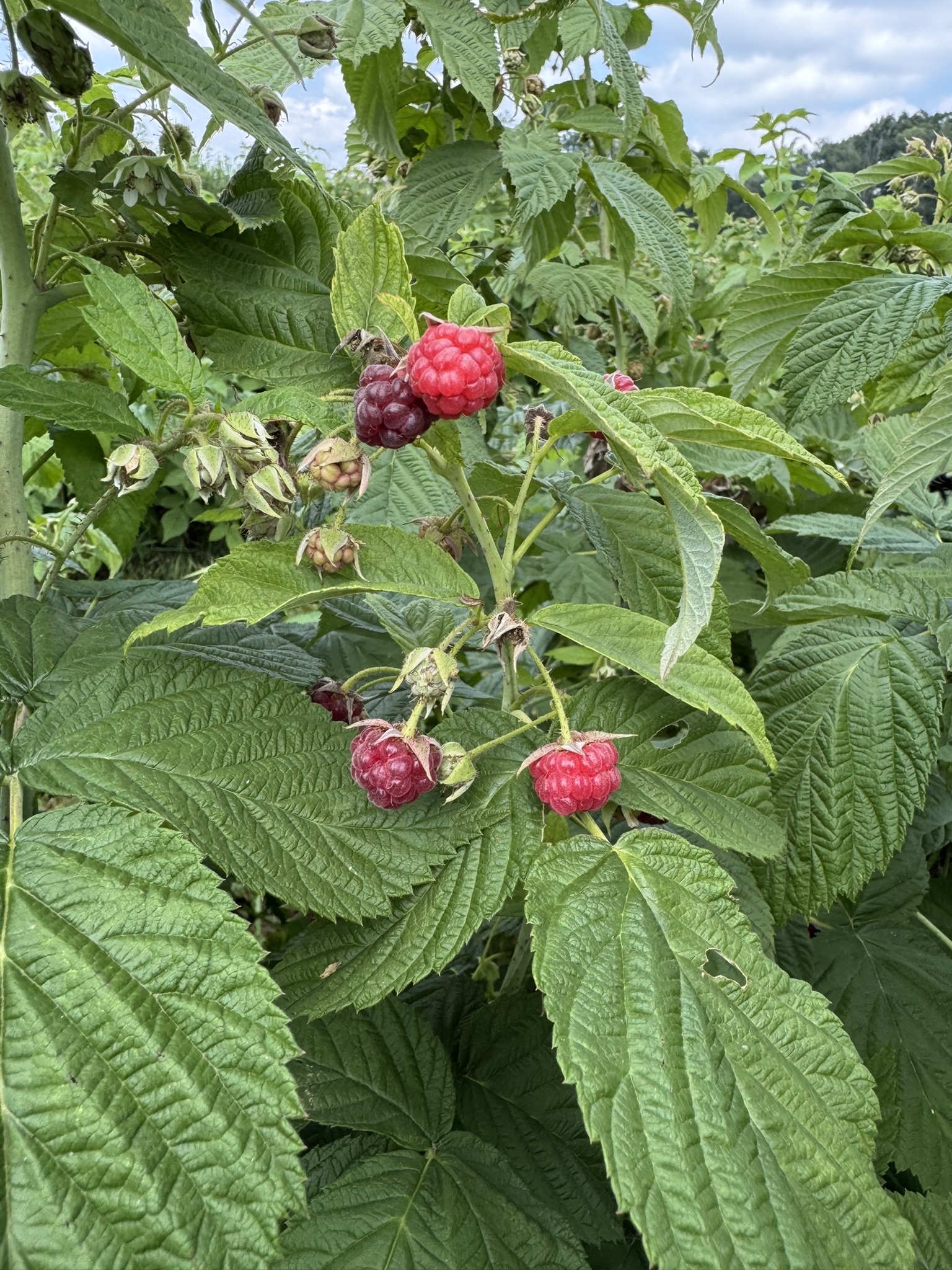 Ripe and unripe raspberries on a bush. 