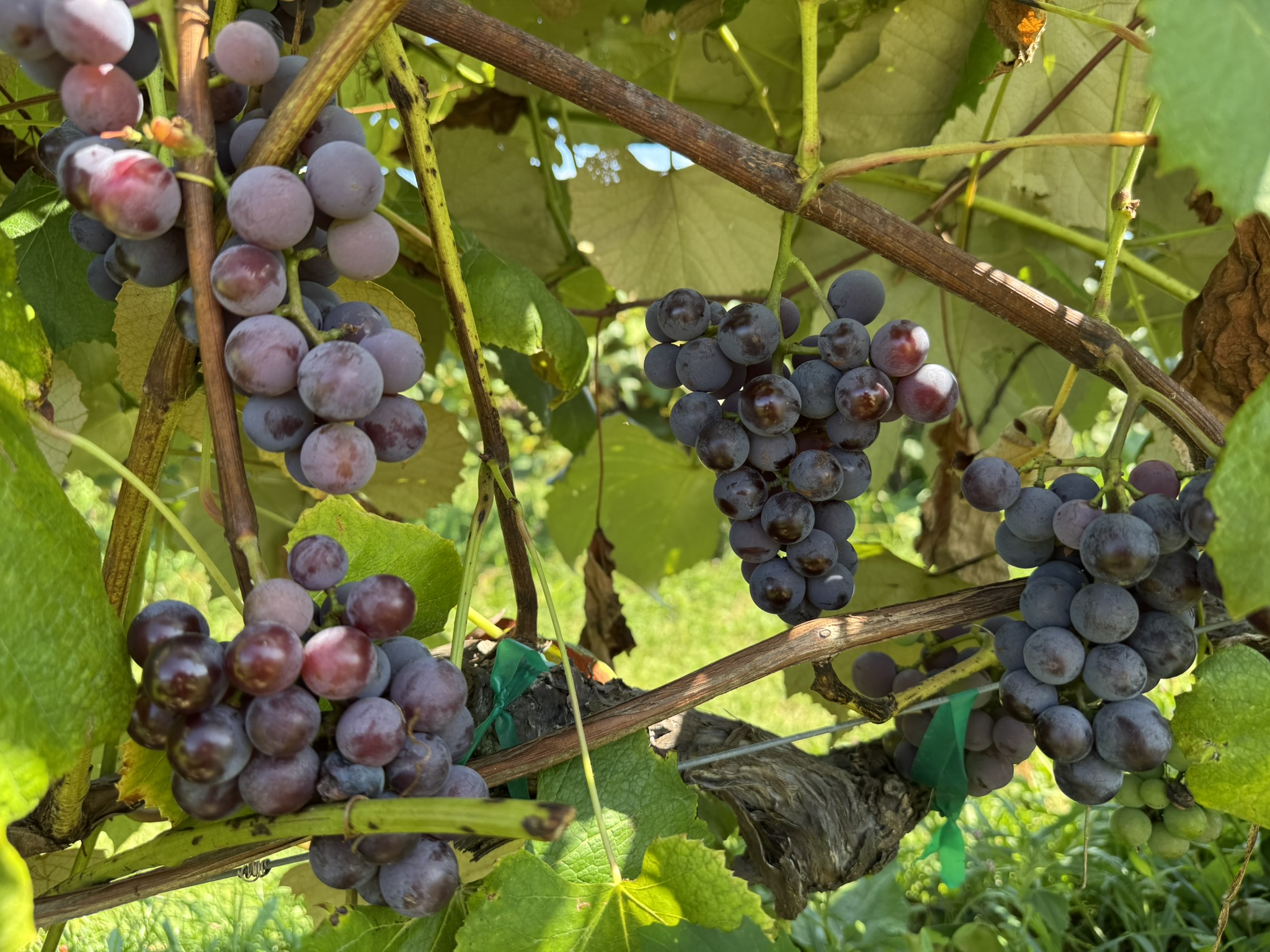 Grape_Concord_Spicers_September8_2025.JPEG