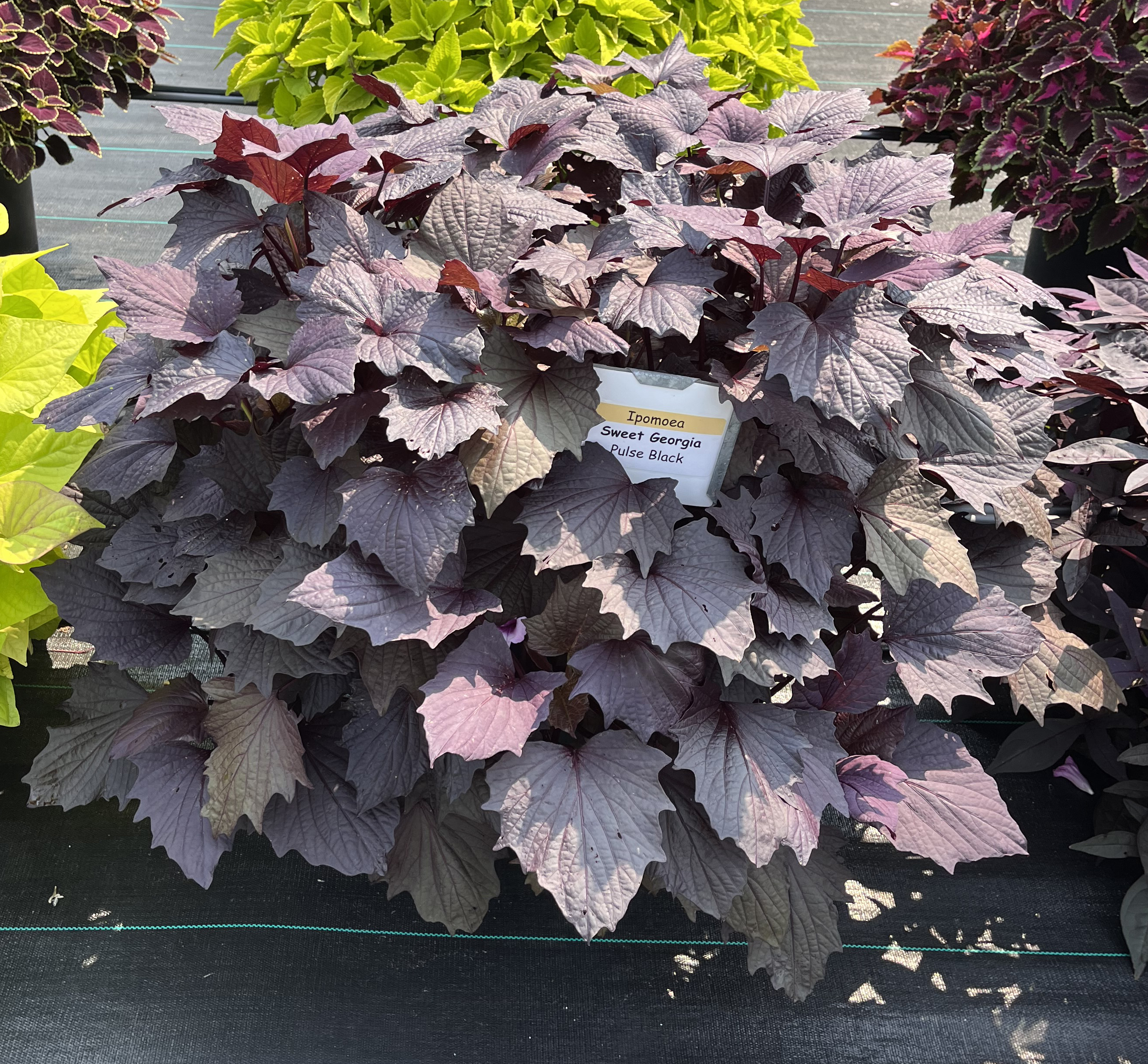 Large container of Ipomoea &lsquo;Sweet Georgia Pulse Black&rsquo; with dense, dark purple foliage, displayed outdoors with other ornamental plants in the background.