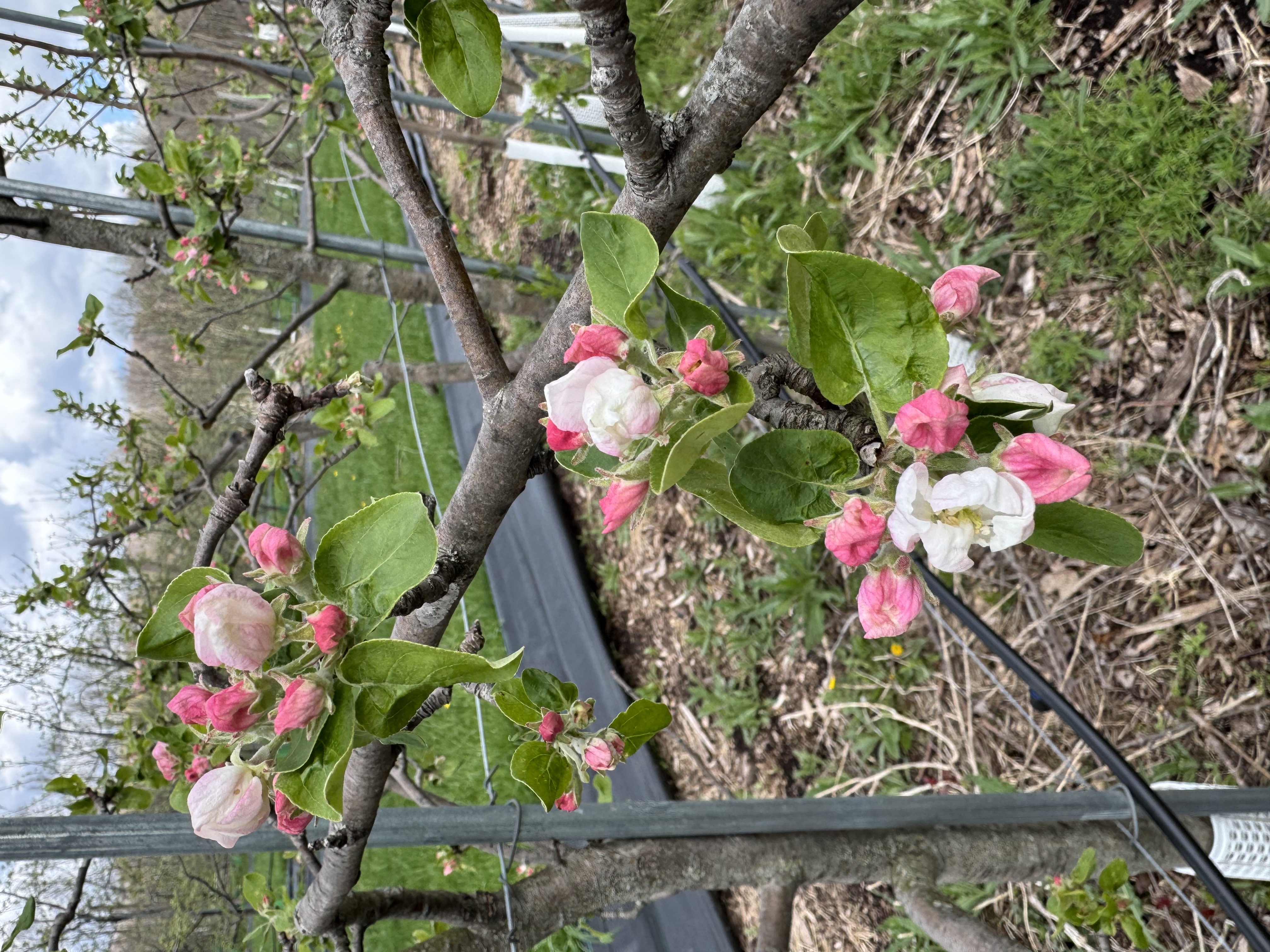 Apple_Zestar!_Tollgate_April29_2026.jpeg