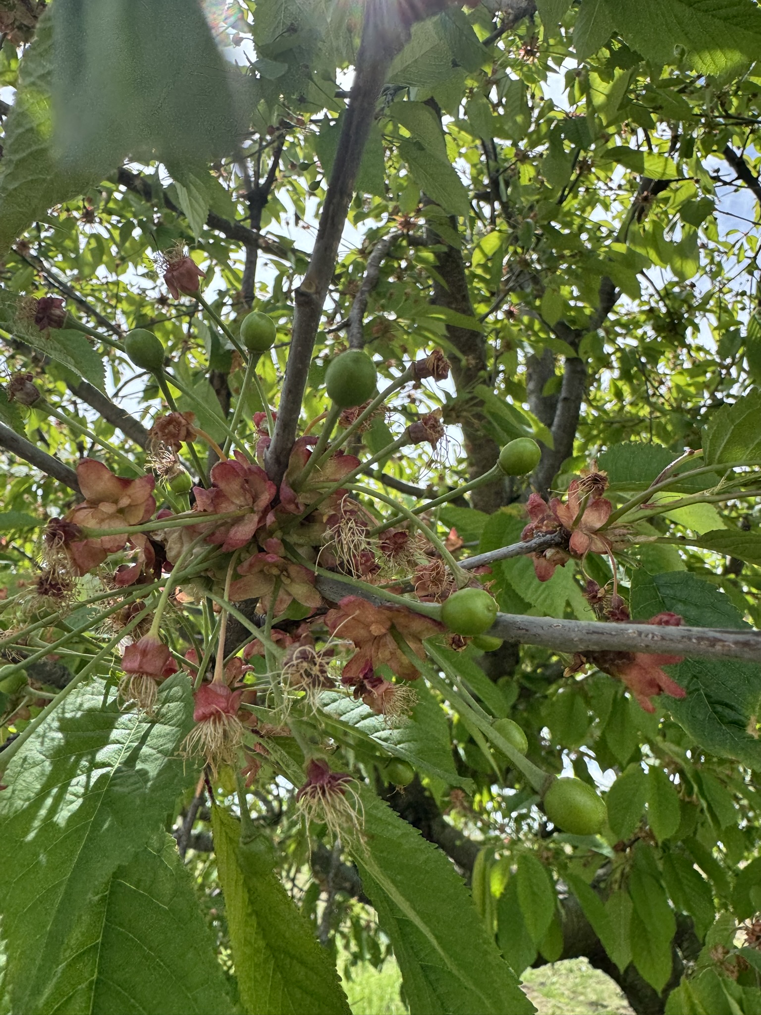 Cherry_Sweet_Spicers_May12_2025.JPEG