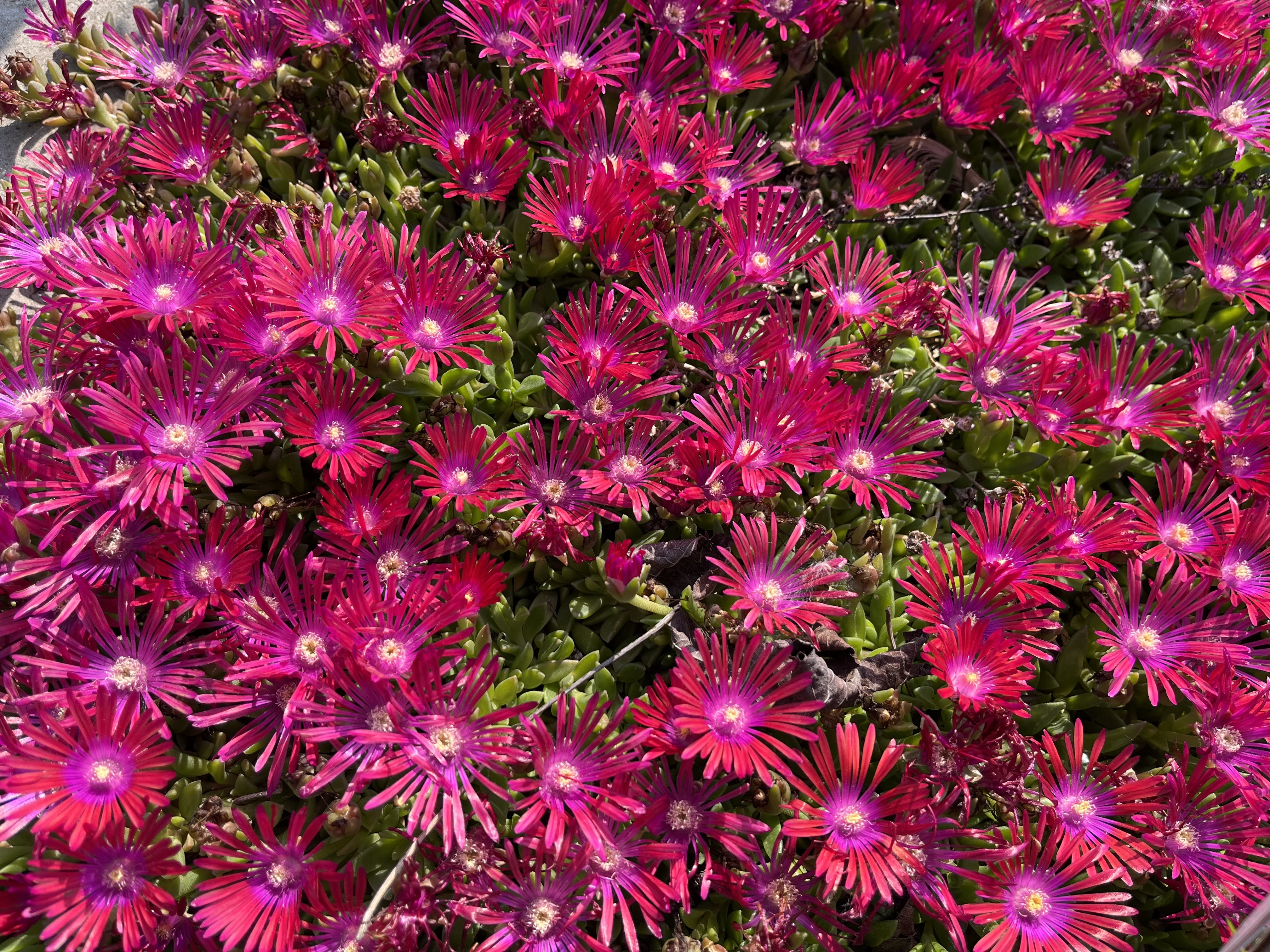 Cluster of bright magenta ice plant flowers with thin, spiky petals and yellow centers, covering low green succulent foliage.
