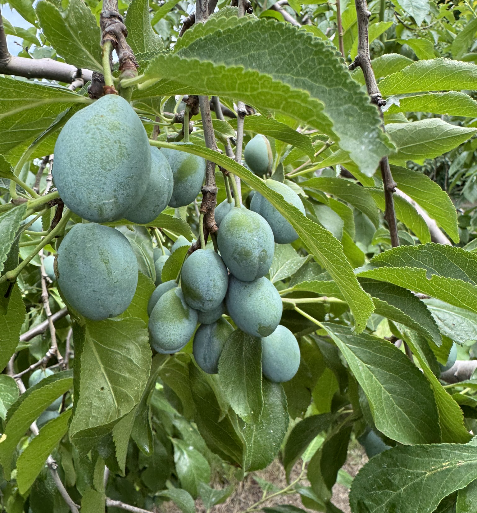 Plums hanging from a tree.
