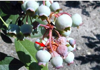 Fig. 13. Masa de seda (flecha) y excremento entre los frutos atacados y maduraci&oacute;n prematura causada por la ali- mentaci&oacute;n de las larvas de ambas especies.