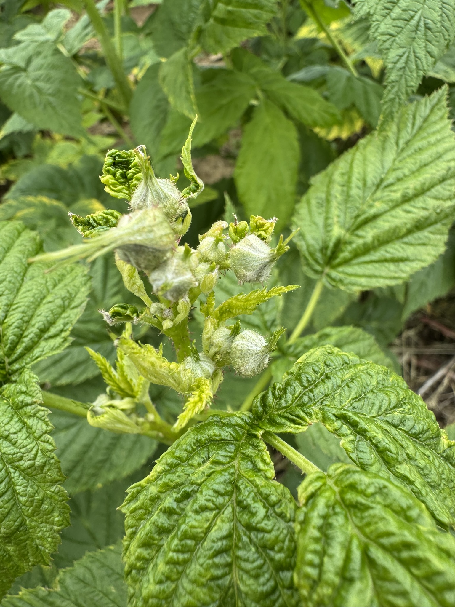 Raspberry_Summer_Spicers_May19_2025.JPEG