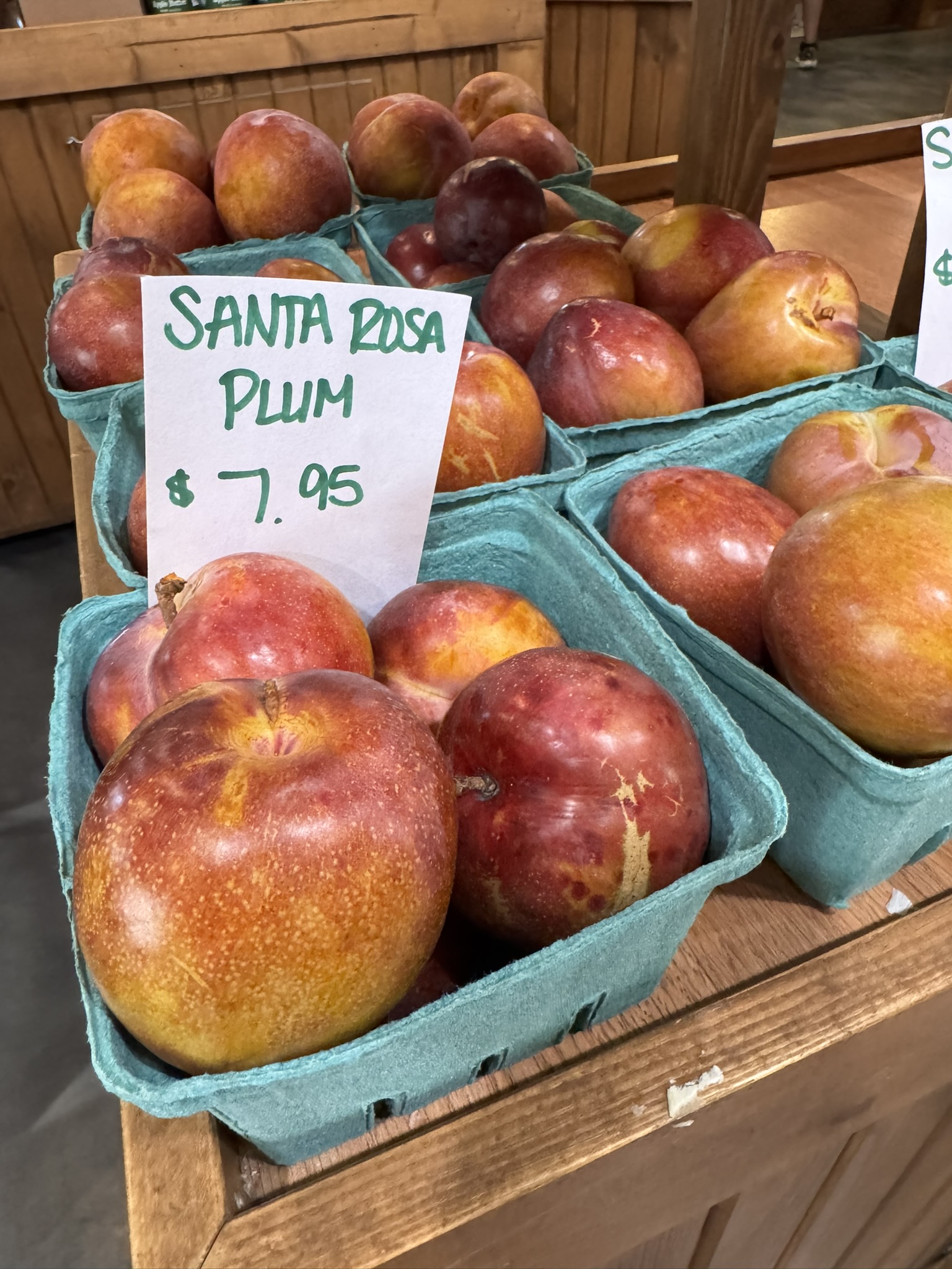 Plum_SantaRosa_Spicers_August18_2025.JPEG