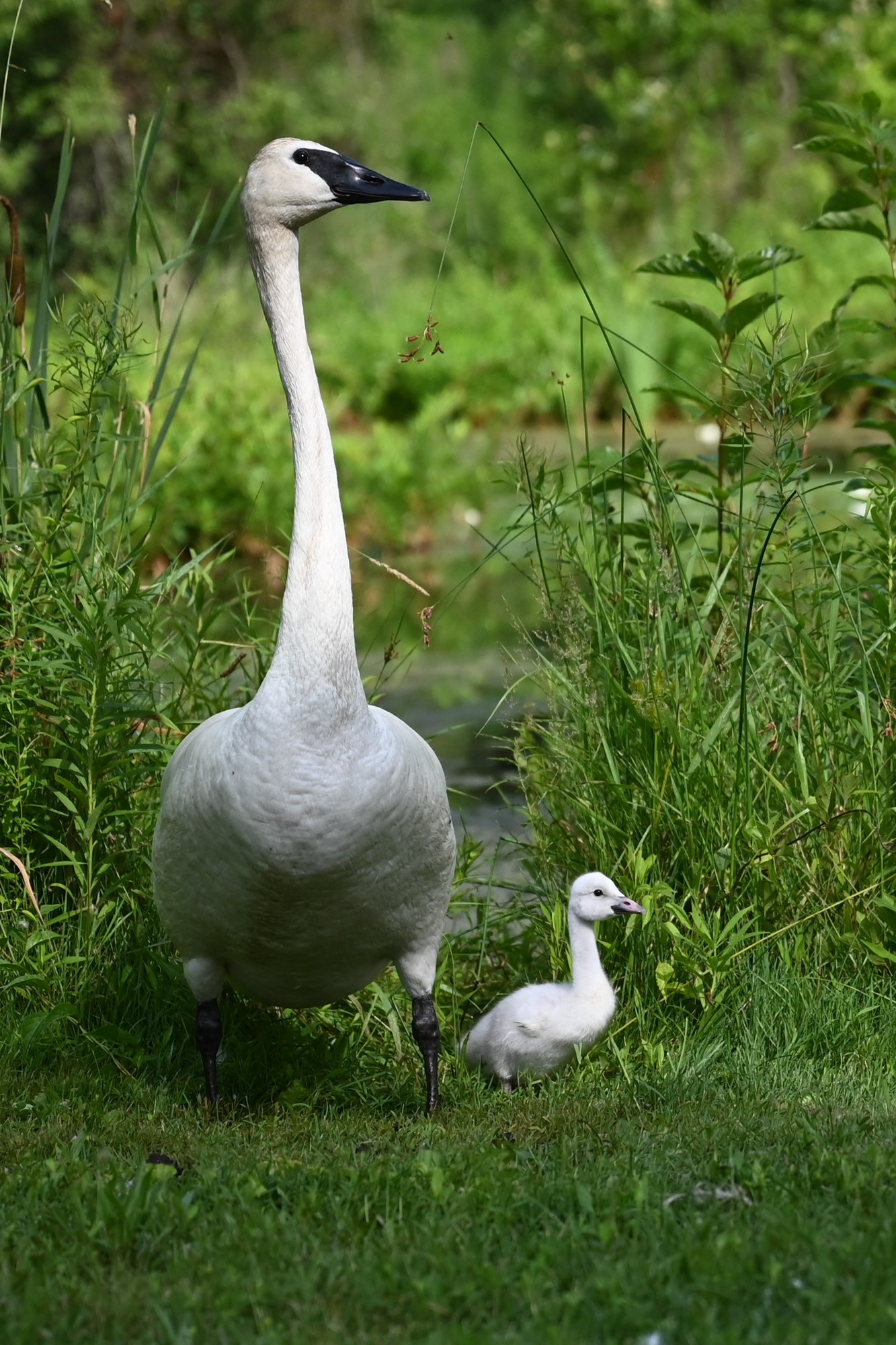 A photo of a trumpeter swan and a cygnet beside a lake