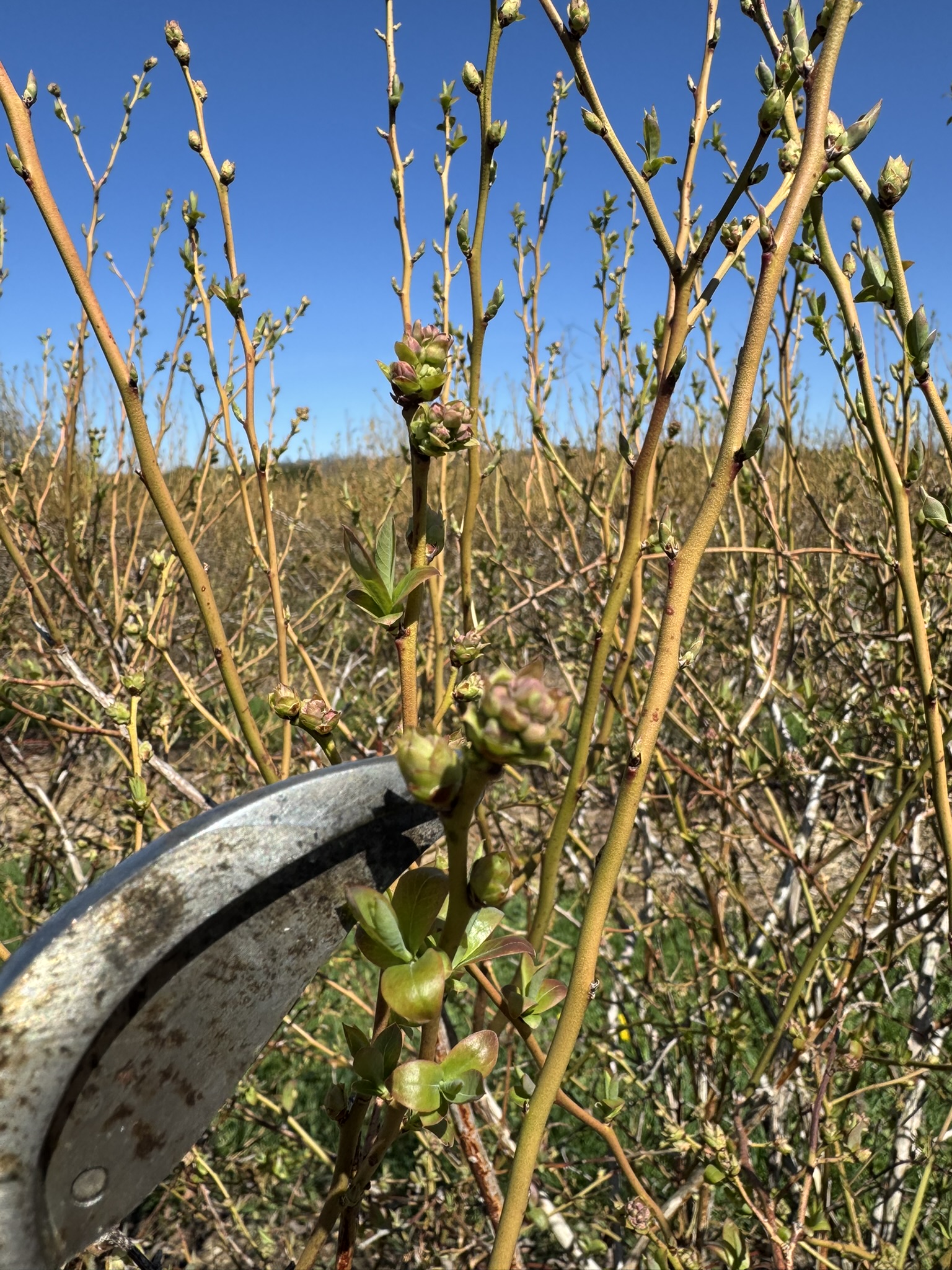 Blueberry_Spicers_April20_2026.JPEG