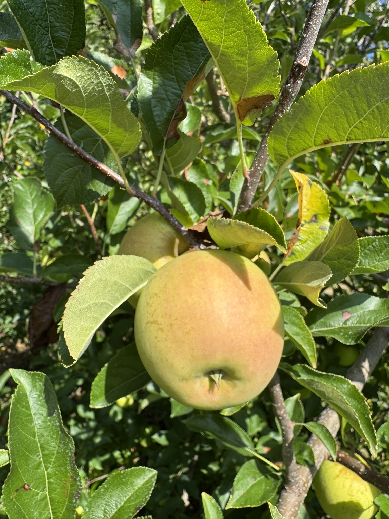 Apple_NorthernSpy_Spicers_September8_2025.JPEG