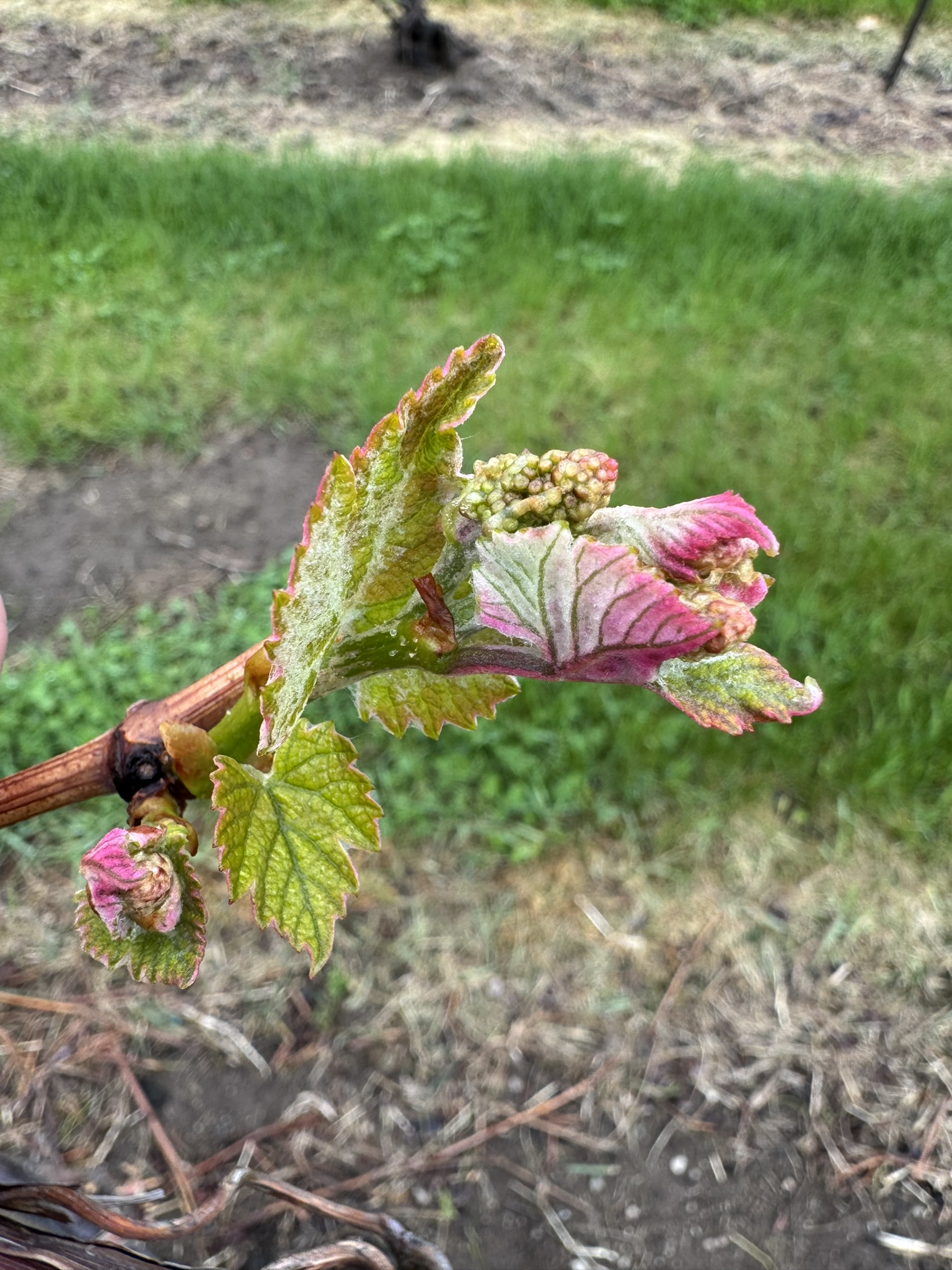Grape_Niagara_Verellen_May6_2025.JPEG