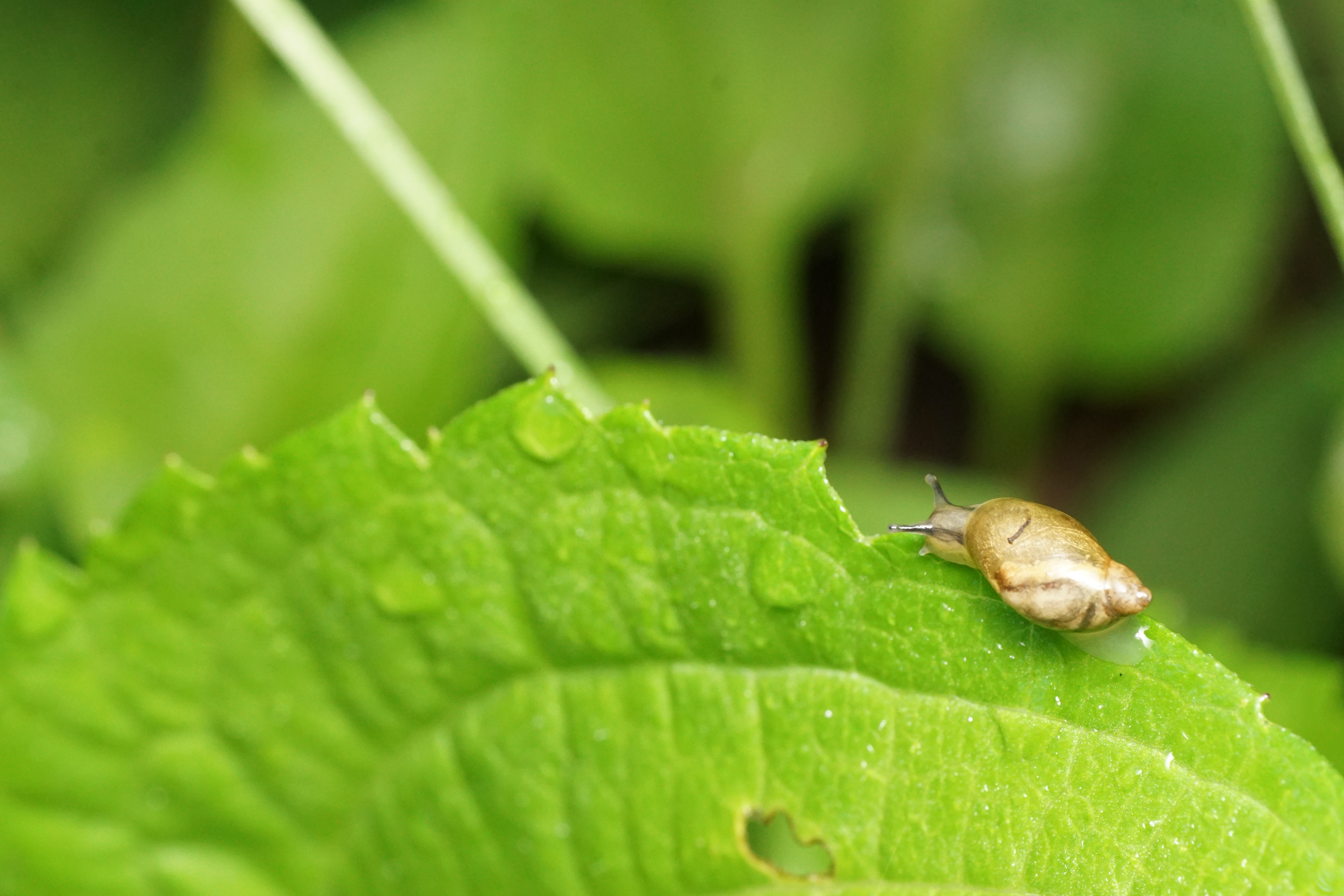 a small snail