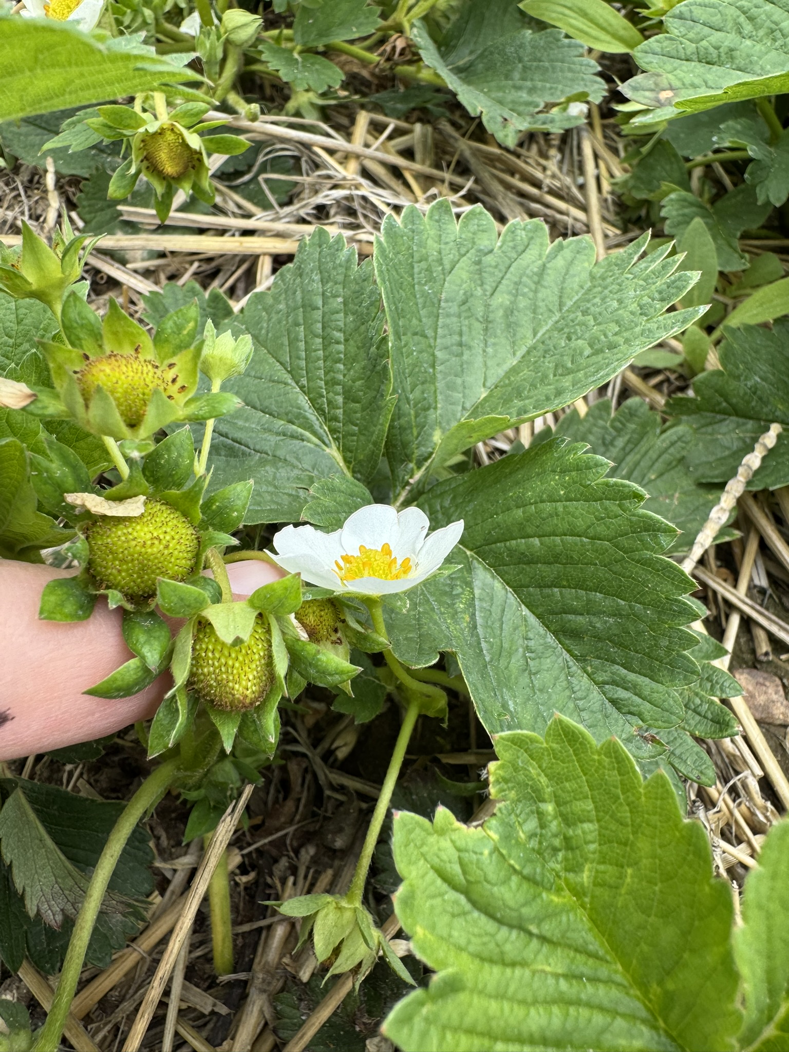 Strawberry_Spicers_May19_2025.JPEG