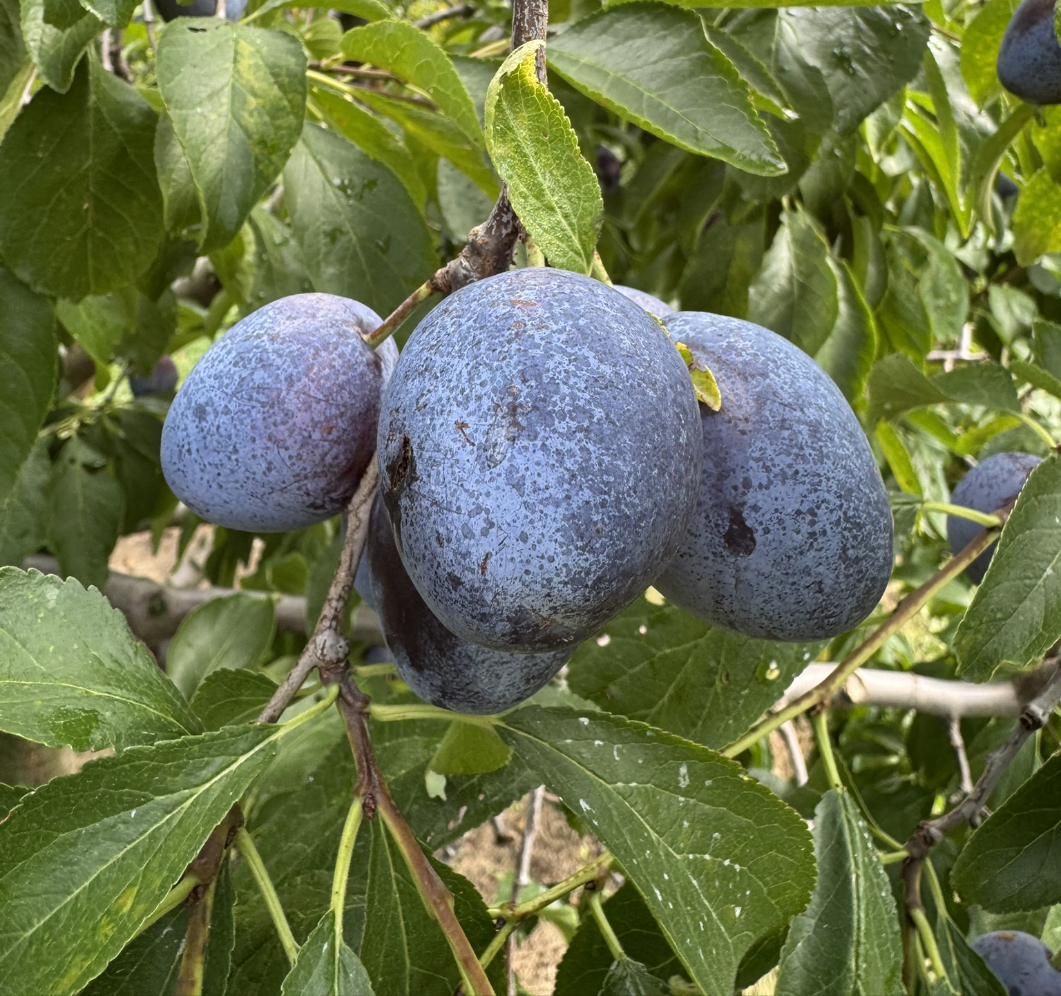 Cluster of ripe Italian plums with deep purple-blue skin hanging on a tree among green leaves.