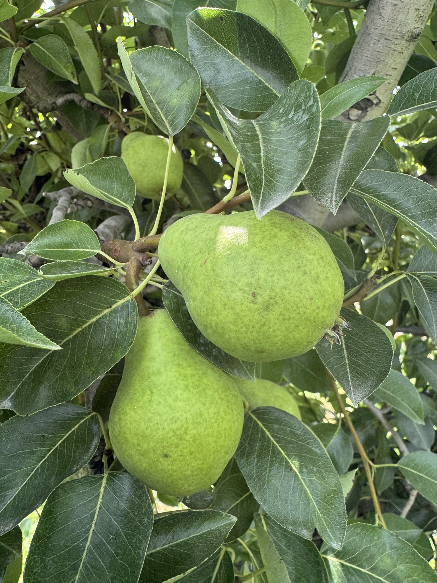 Pear_Bartlett_Spicers_July21_2025.JPEG