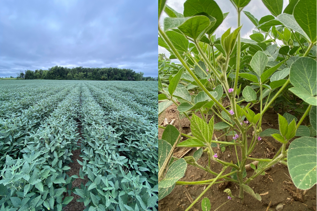 Soybean_Research.png