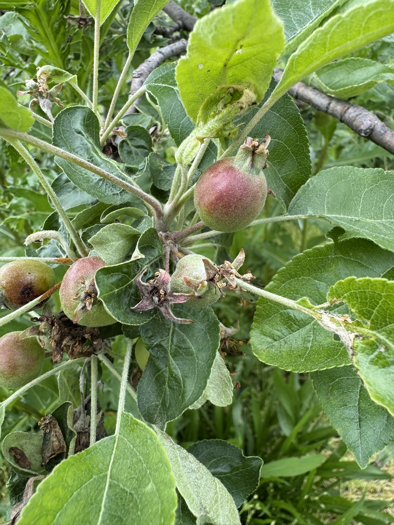 Apple_Zestar_Tollgate_May192_2025.JPEG