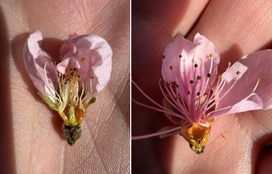 A healthy peach flower bud with an intact ovary, left, compared with a frost-injured flower missing its ovary, right