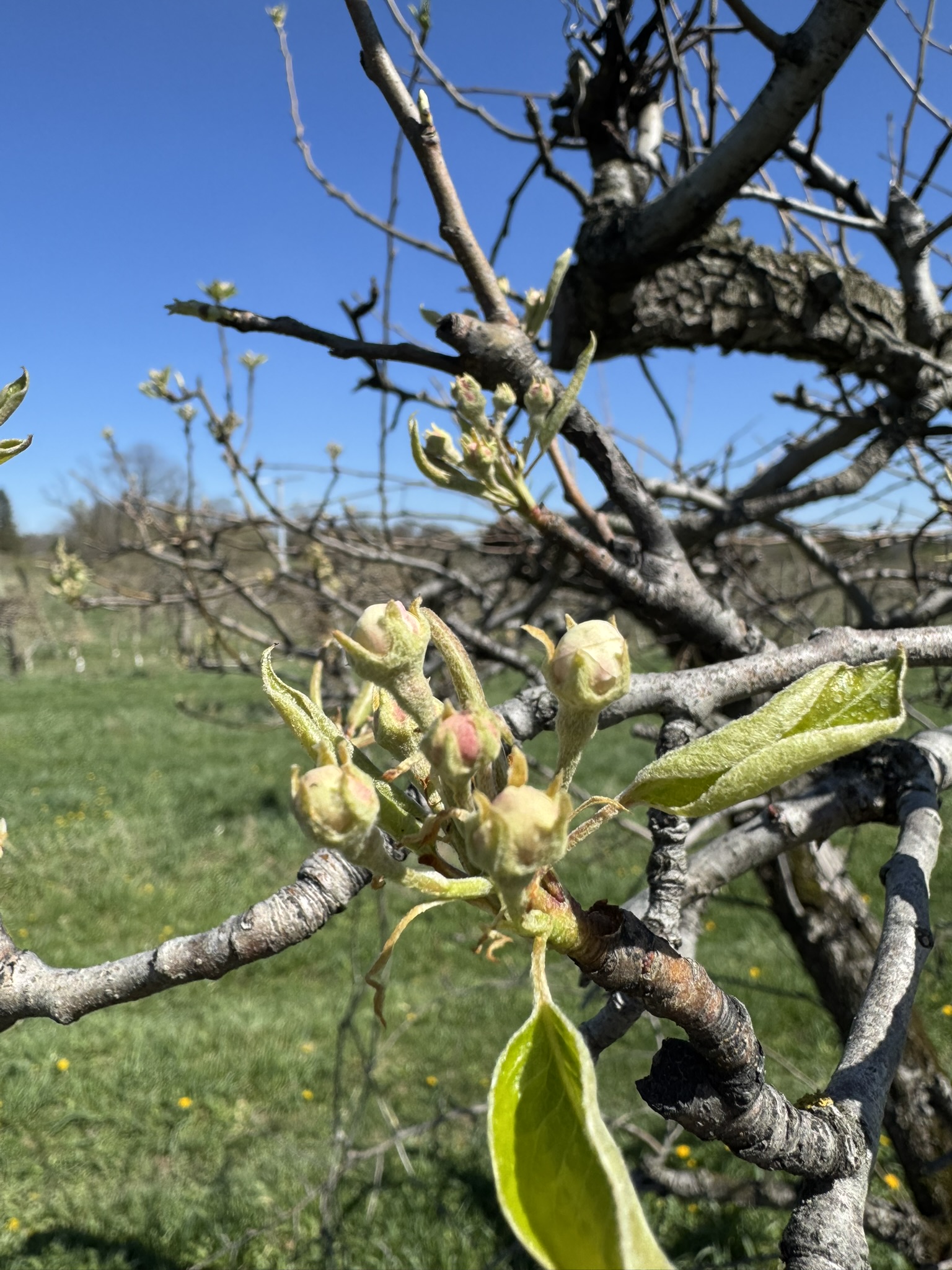 Pear_Bartlett_Spicers_April20_2026.JPEG