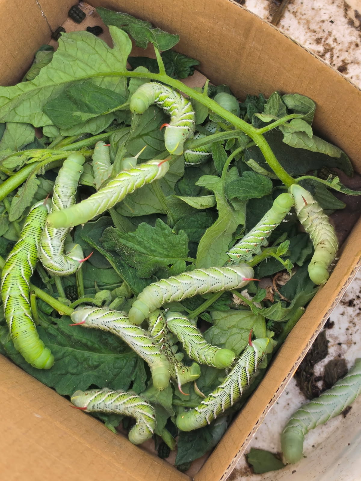 Hornworms in a box