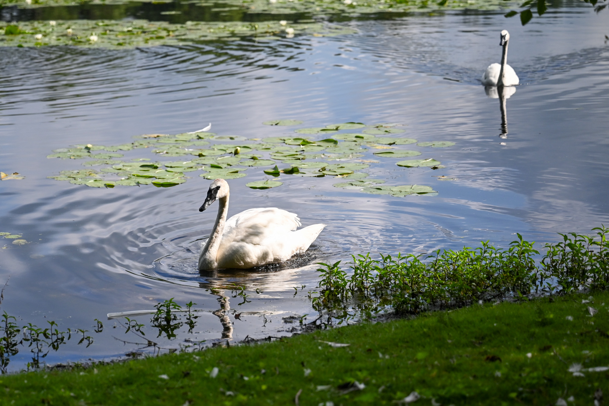 A photo of two trumpeter swans swimming across a lake