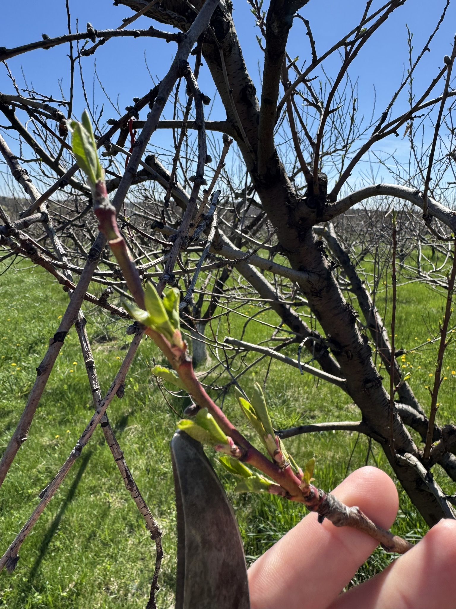 Peach_Spicers_April20_2026.JPEG