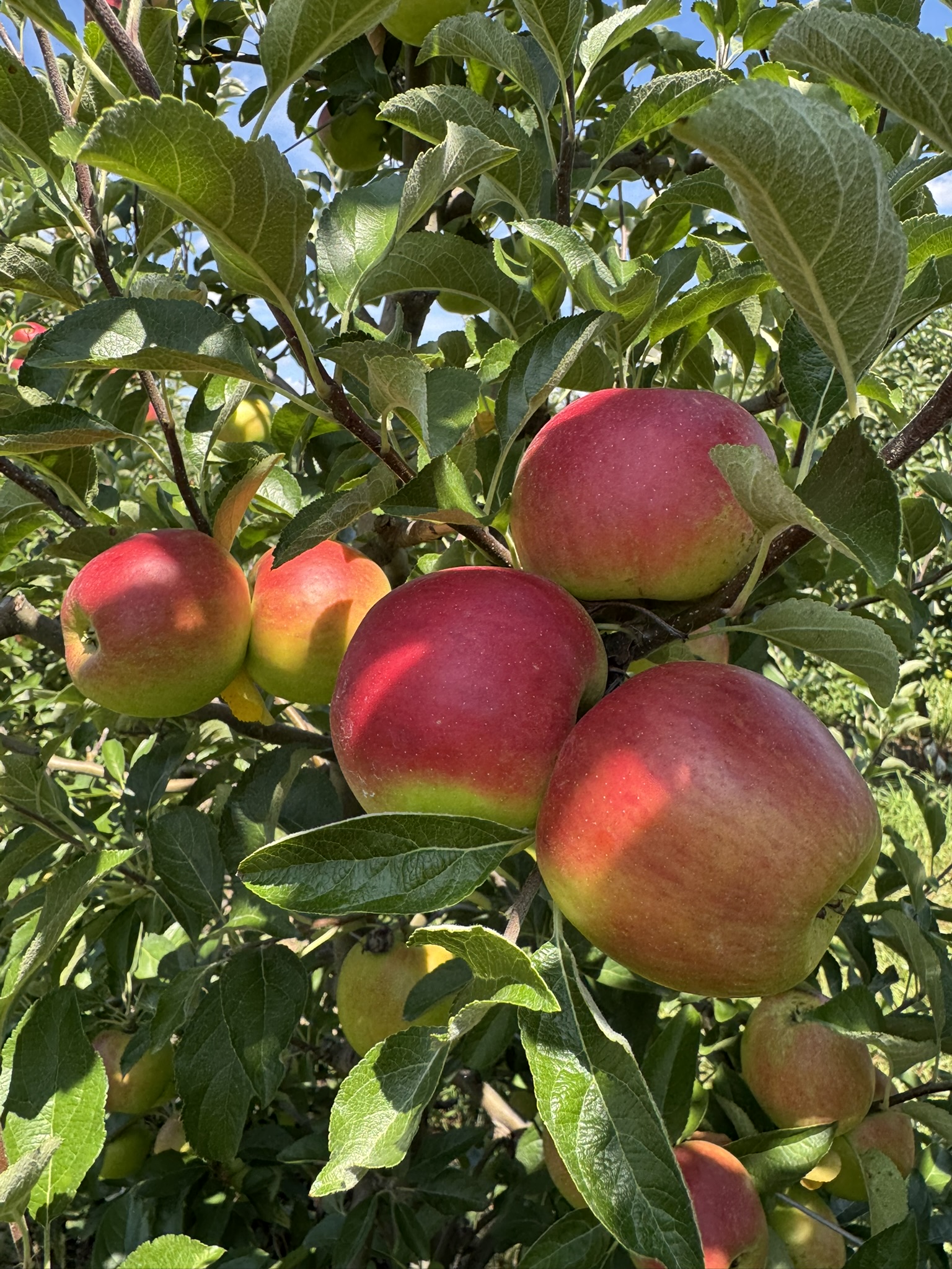 Apple_CrimsonCrisp_Spicers_August18_2025.JPEG