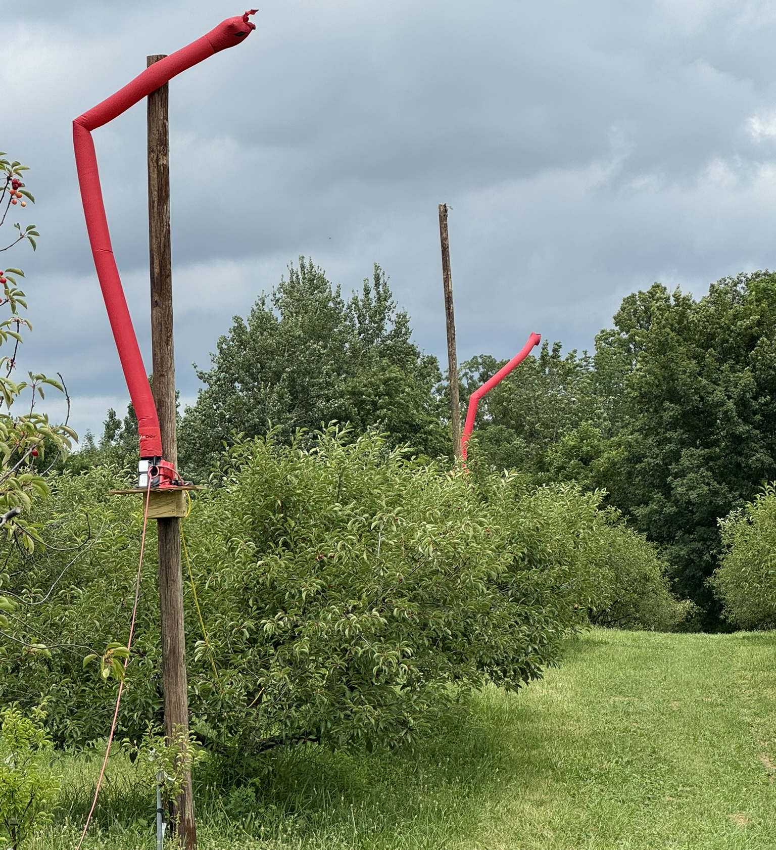 Two red, inflatable tube-like structures in a cherry orchard used to deter birds.