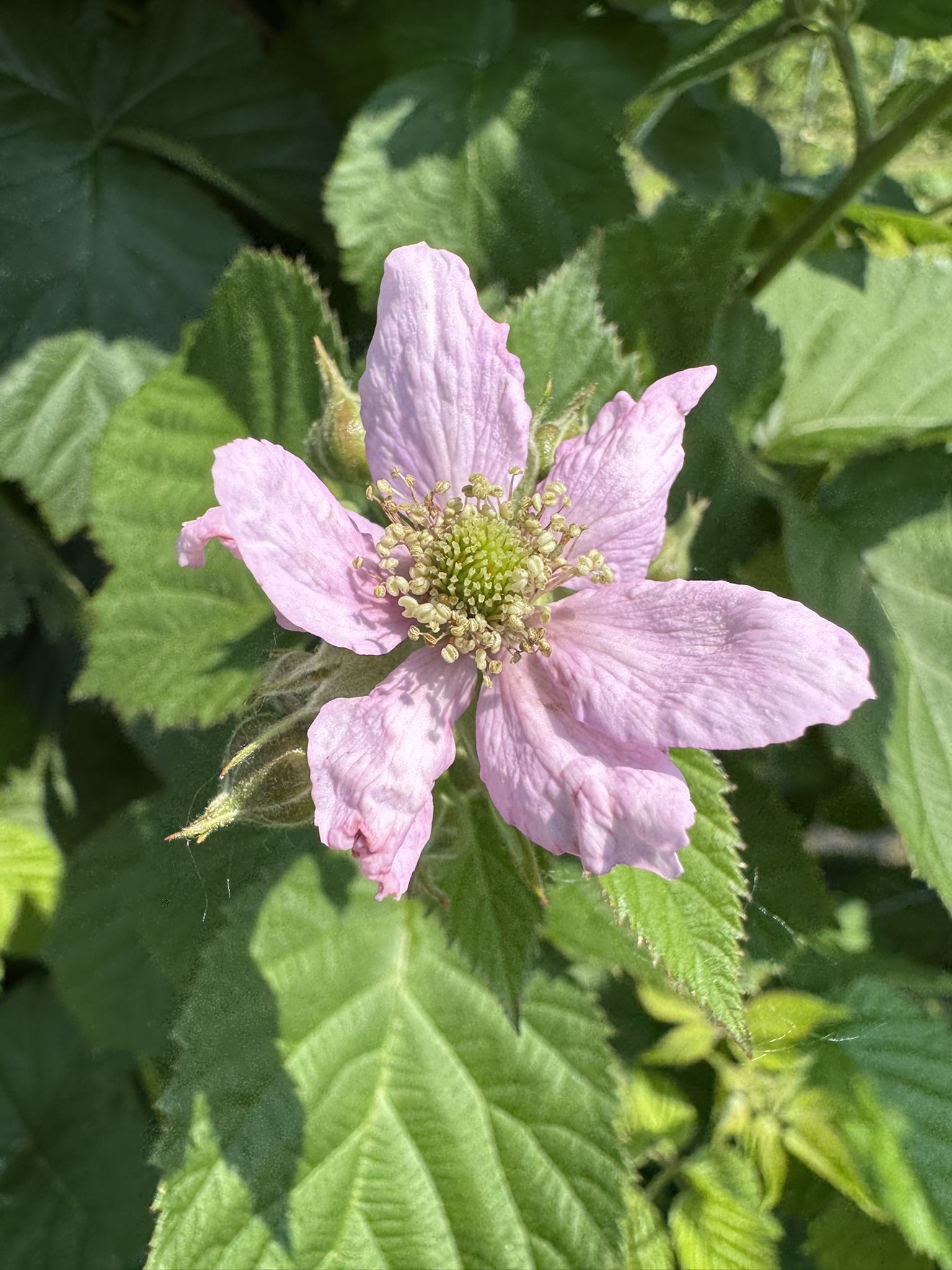 A singular light pink blackberry flower.